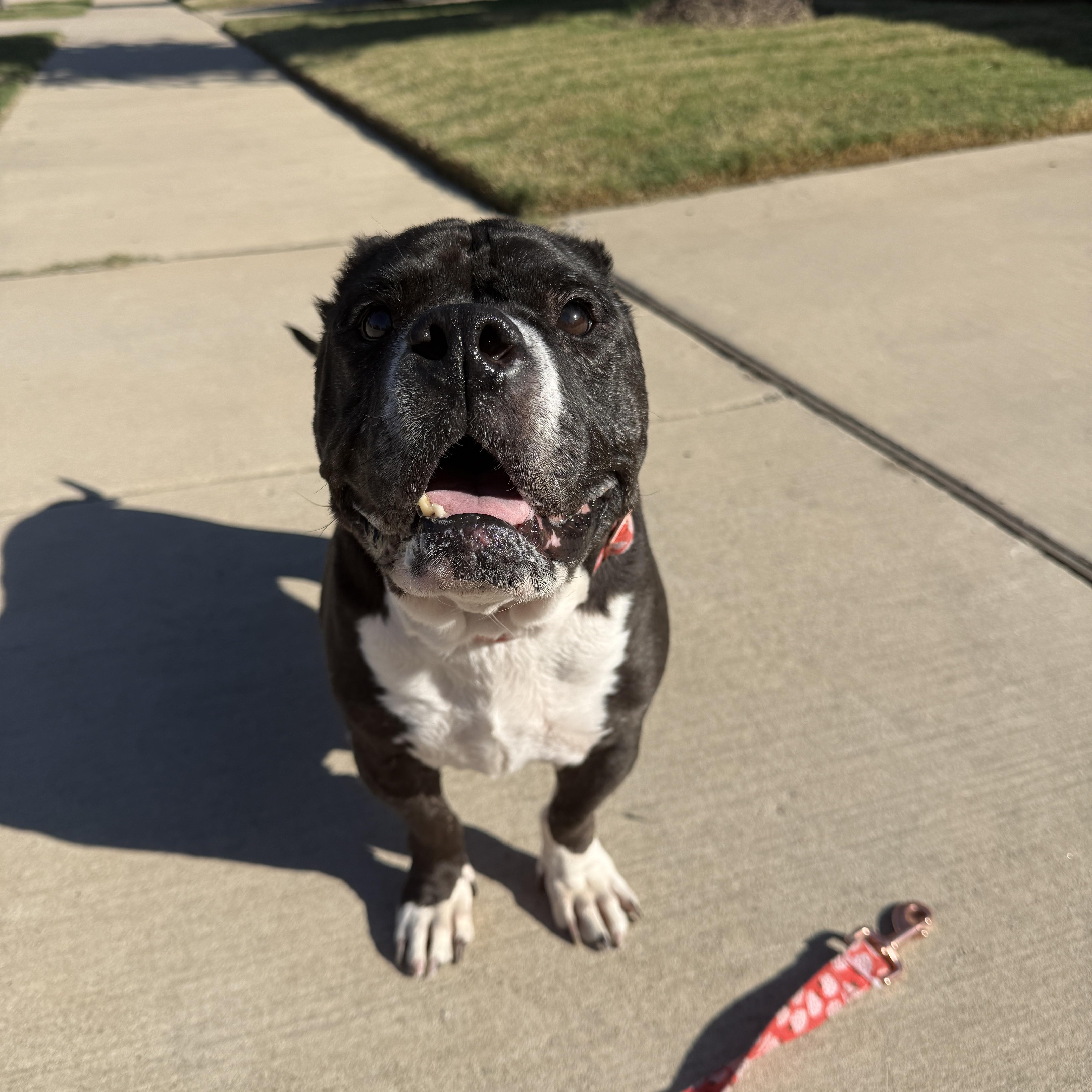 Enlarge Minnie, a Adoptable mixed breed in Plano, TX image 6/6