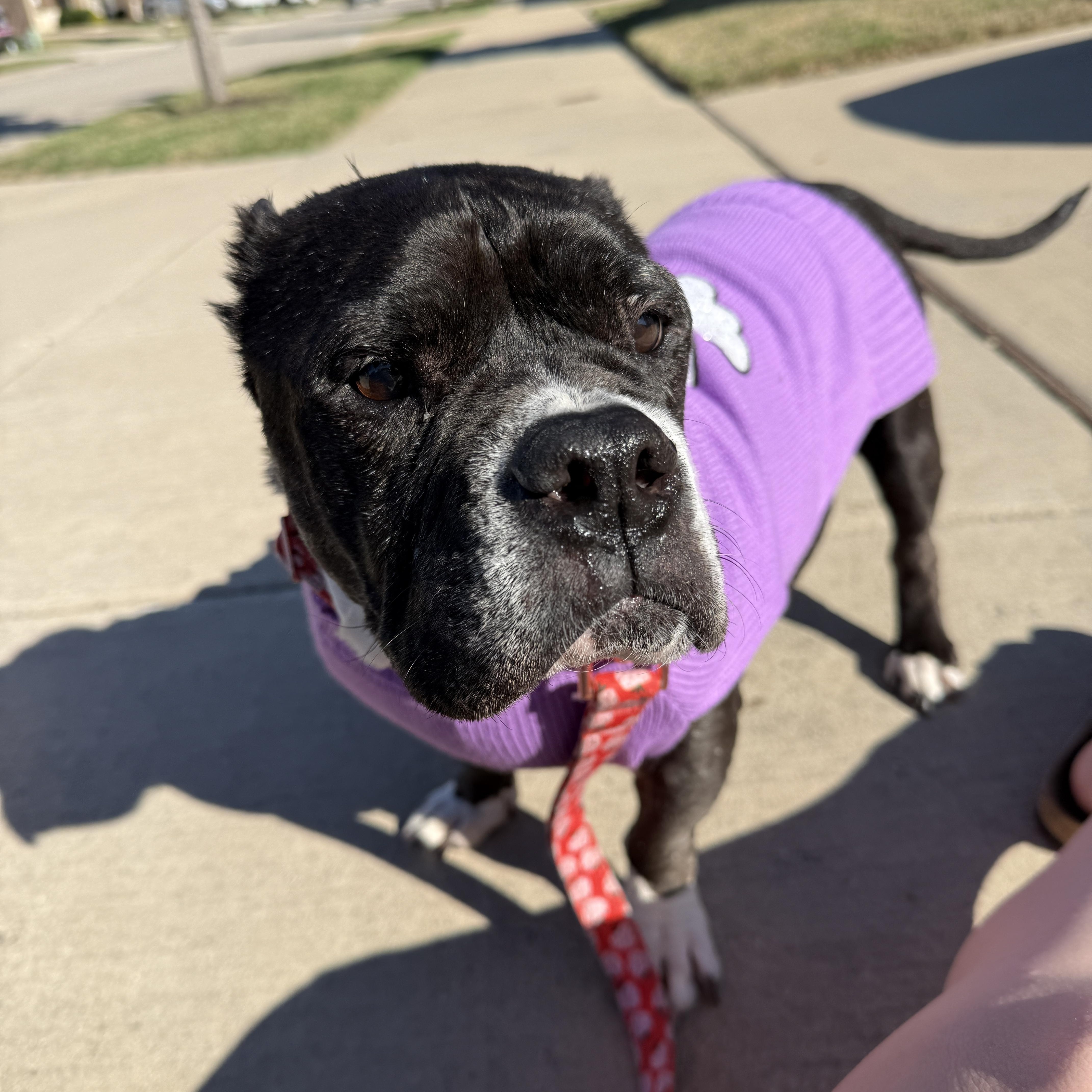 Minnie, Adoptable, Senior Female Pit Bull Terrier.