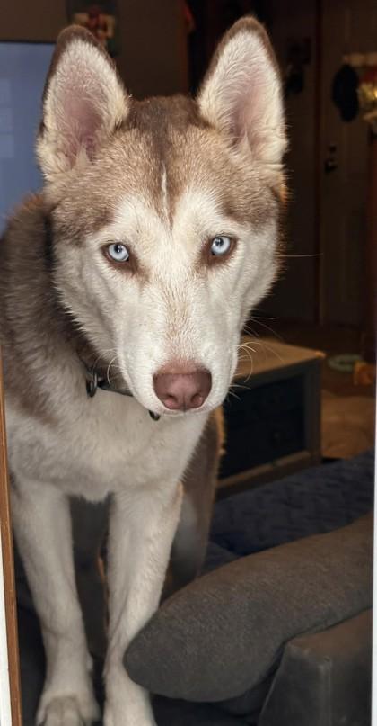Aurora, Adoptable, Adult Female Siberian Husky.