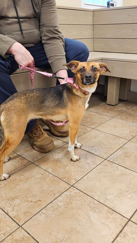 Enlarge Lola, a Adoptable mixed breed in Willingboro, NJ image 1/6