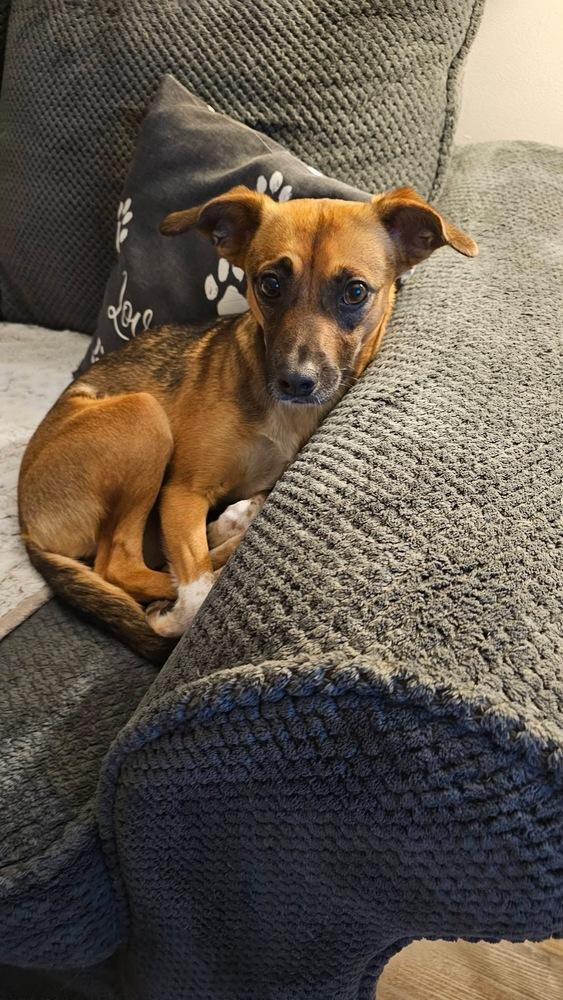 Enlarge Lola, a Adoptable mixed breed in Willingboro, NJ image 2/6