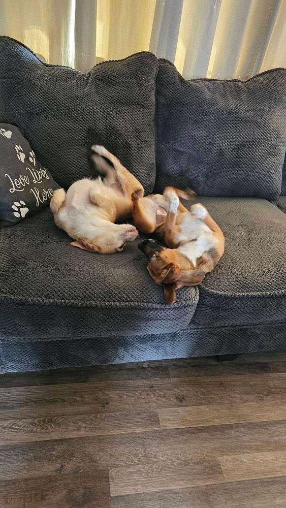 Enlarge Lola, a Adoptable mixed breed in Willingboro, NJ image 3/6