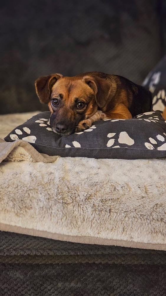 Enlarge Lola, a Adoptable mixed breed in Willingboro, NJ image 5/6