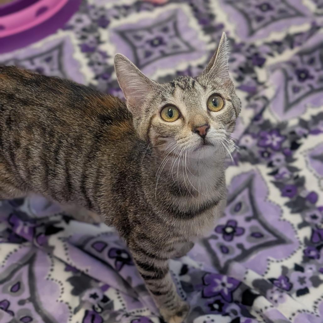 Gracie, Adoptable, Kitten Female Domestic Short Hair.