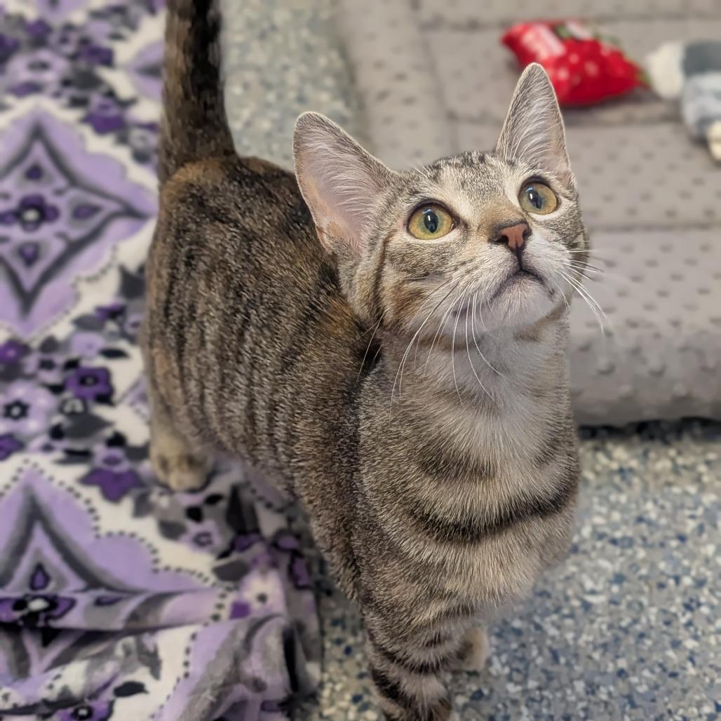 Enlarge Gracie, a Adoptable Domestic Short Hair in Prairie du Chien, WI image 2/3