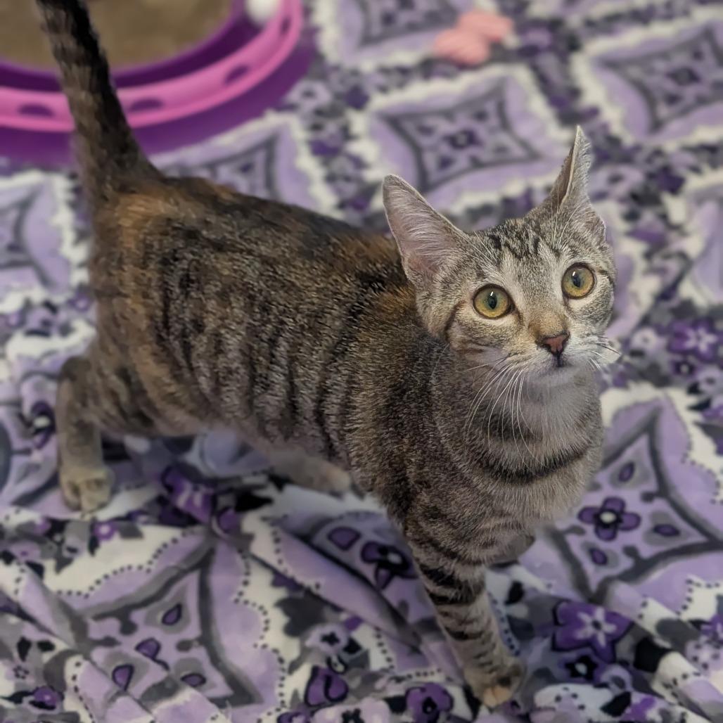 Enlarge Gracie, a Adoptable Domestic Short Hair in Prairie du Chien, WI image 3/3