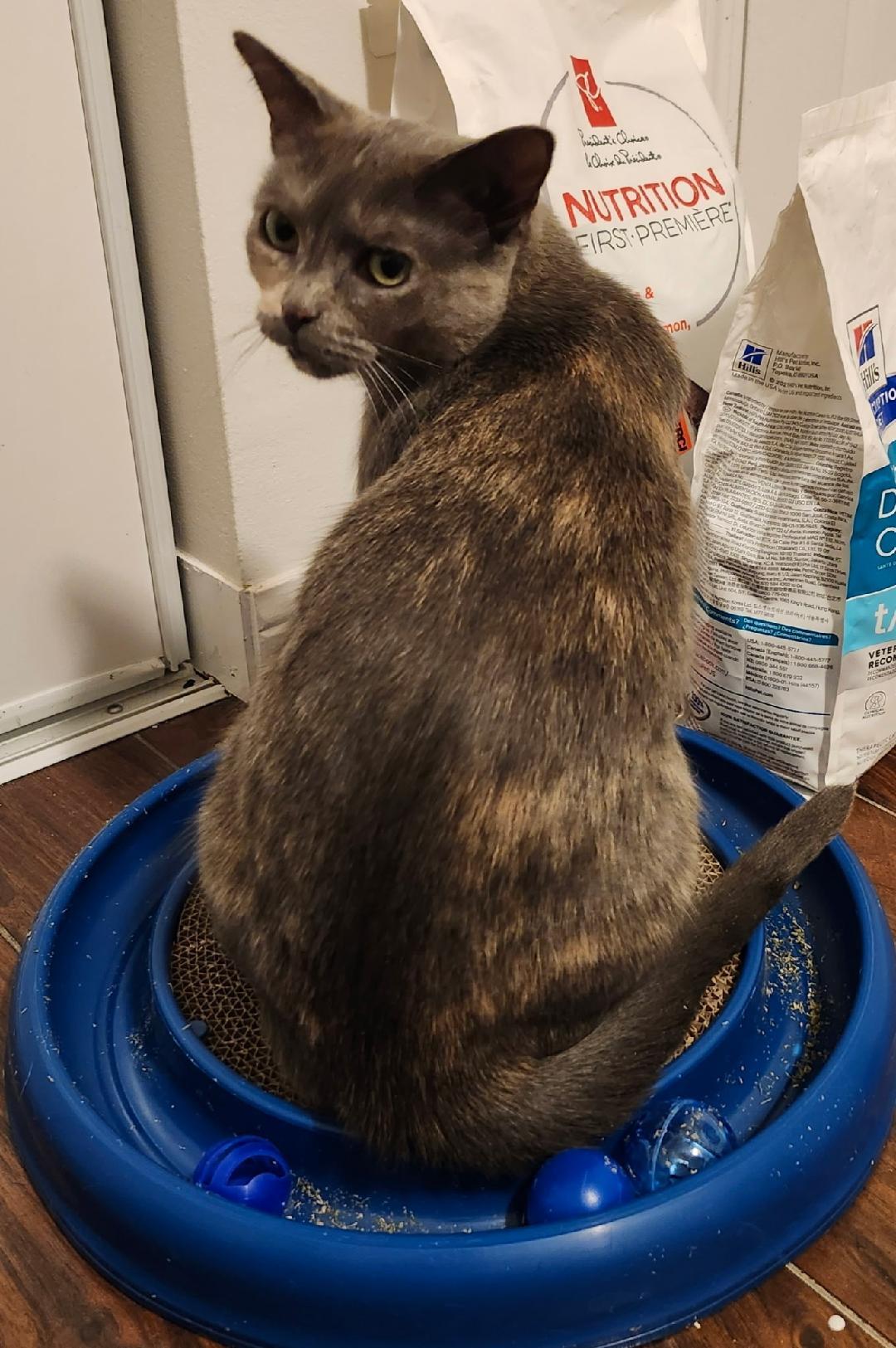 Willow, ADOPTABLE, Adult Female Dilute Tortoiseshell.