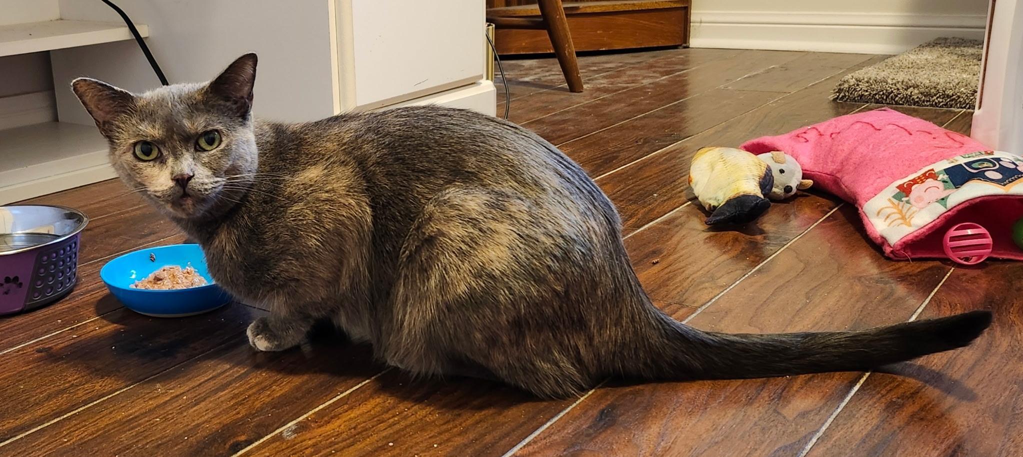 Enlarge Willow, a ADOPTABLE Dilute Tortoiseshell in Hamilton, ON image 2/3