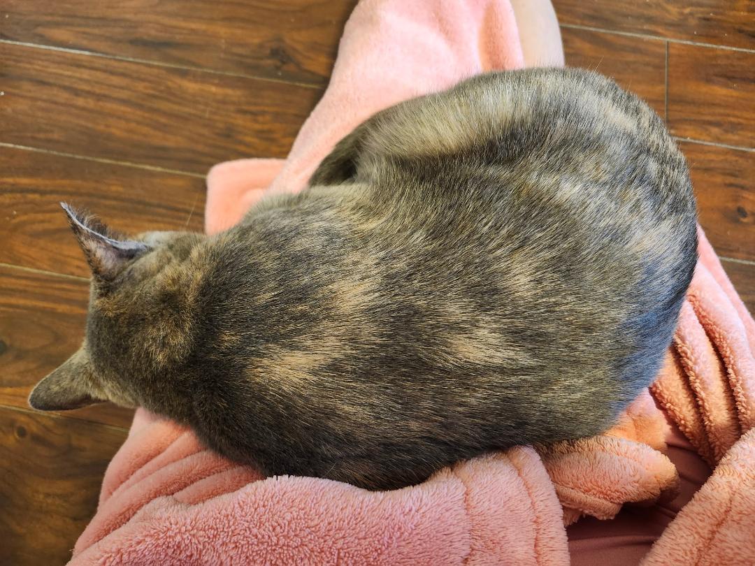 Enlarge Willow, a ADOPTABLE Dilute Tortoiseshell in Hamilton, ON image 3/3