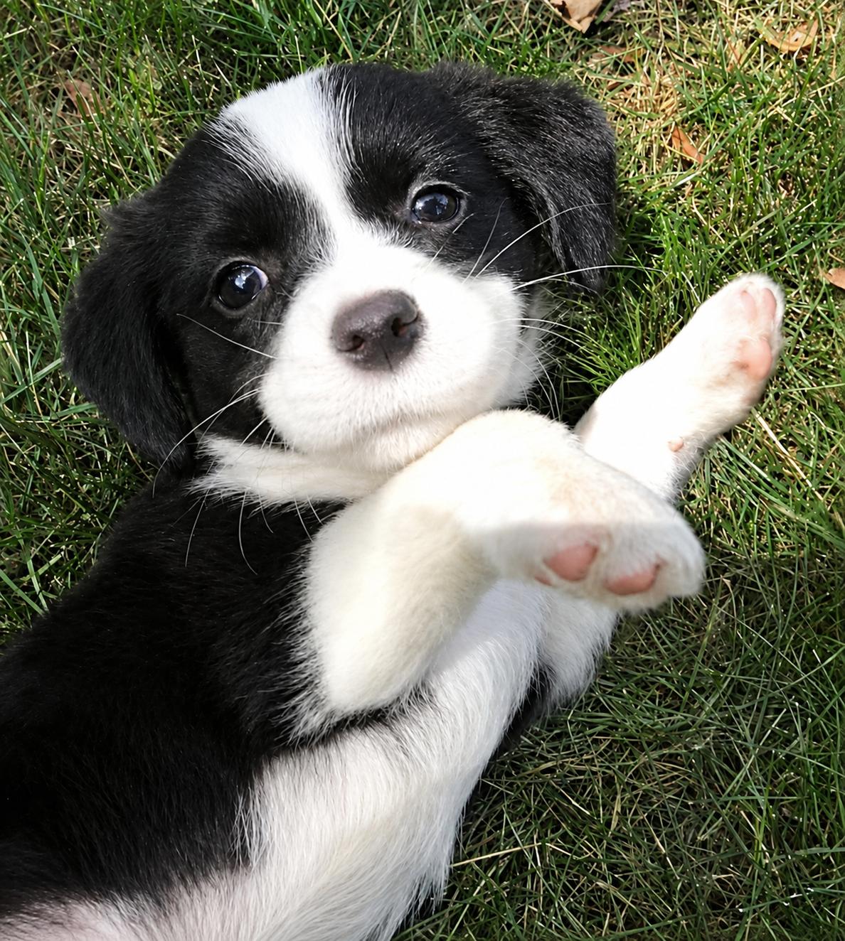 Blue, Adoptable, Puppy Female Cavalier King Charles Spaniel.