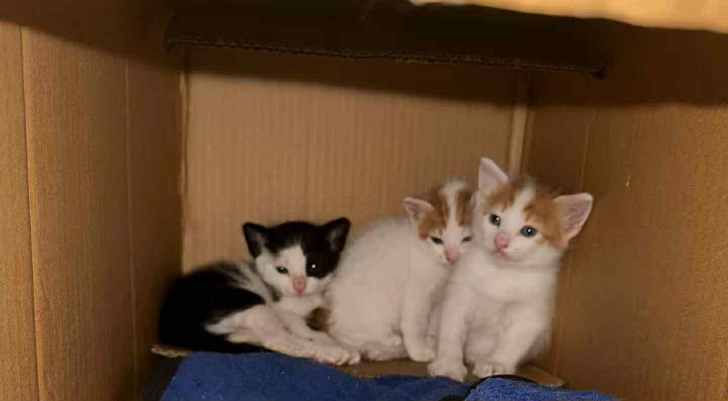 Enlarge Tota, a Adoptable mixed breed in Mississauga, ON image 3/4