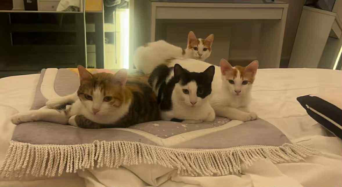 Enlarge Tota, a Adoptable mixed breed in Mississauga, ON image 4/4