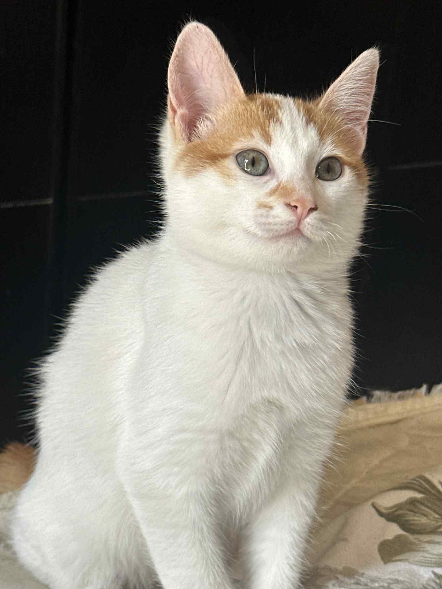 Enlarge Tota, a Adoptable mixed breed in Mississauga, ON image 1/4