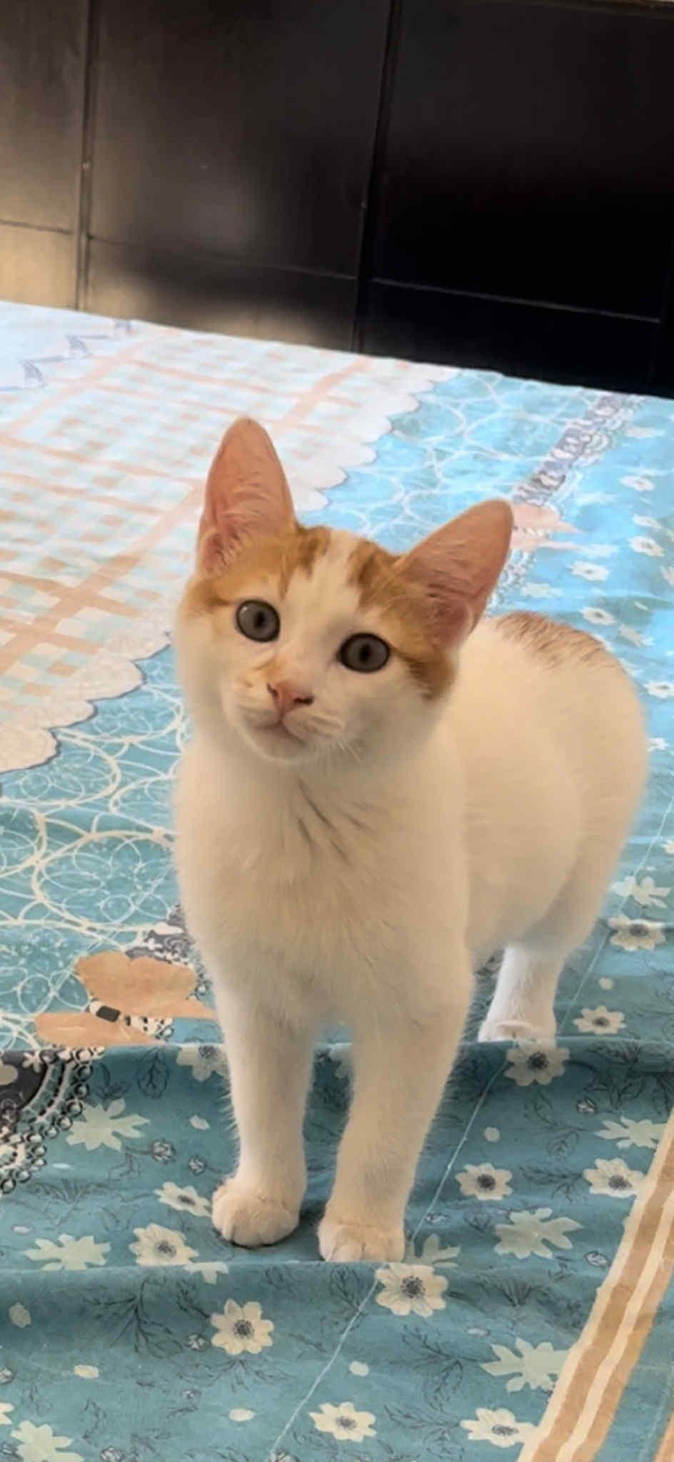 Enlarge Tota, a Adoptable mixed breed in Mississauga, ON image 2/4