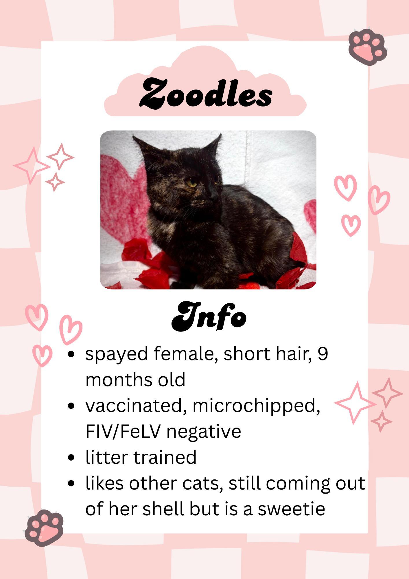 Zoodles, ADOPTABLE, Young Female Domestic Short Hair.