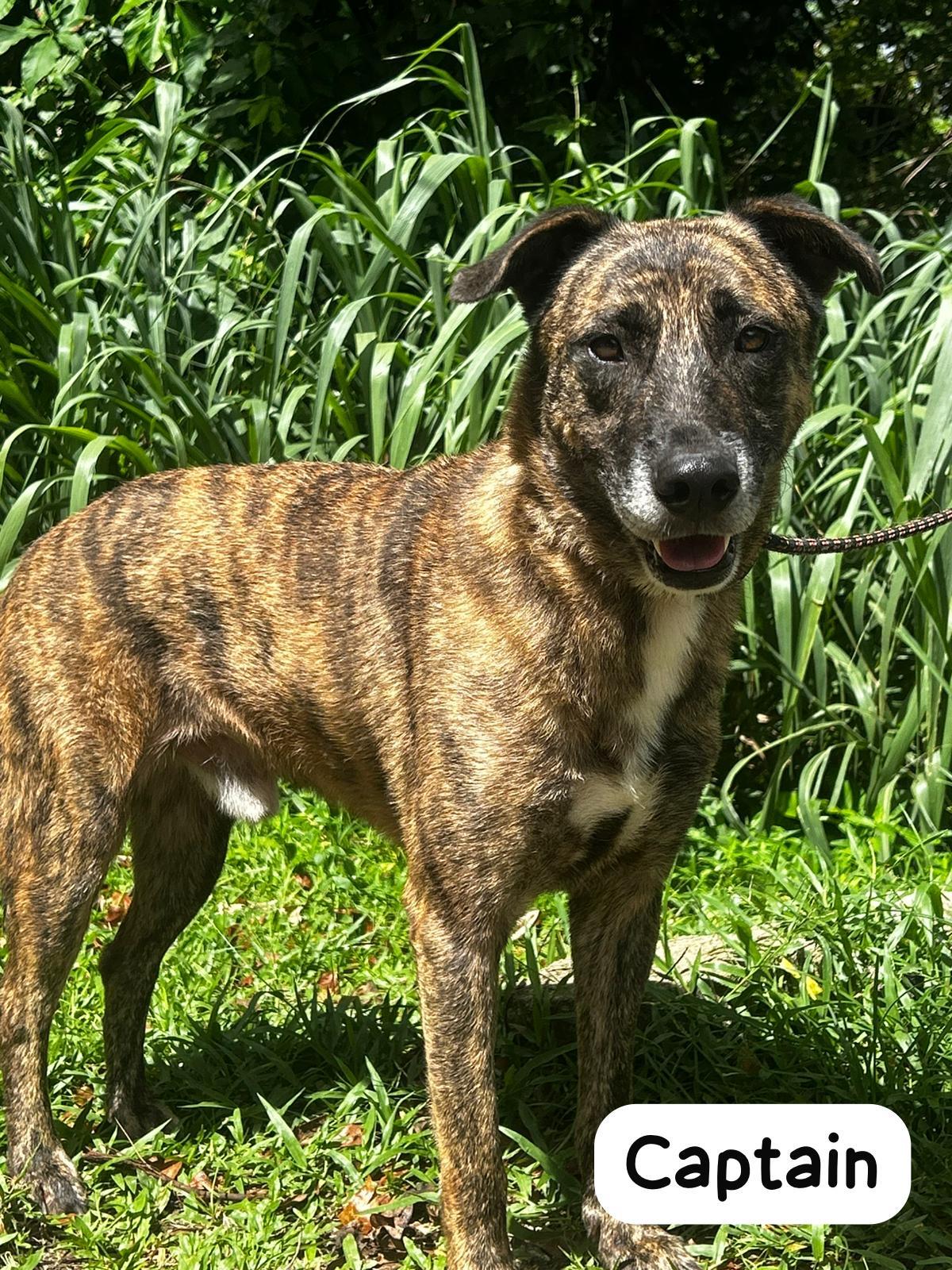 Cute Candid Captain, a Adoptable mixed breed in RIDGEFIELD, CT image 1/3