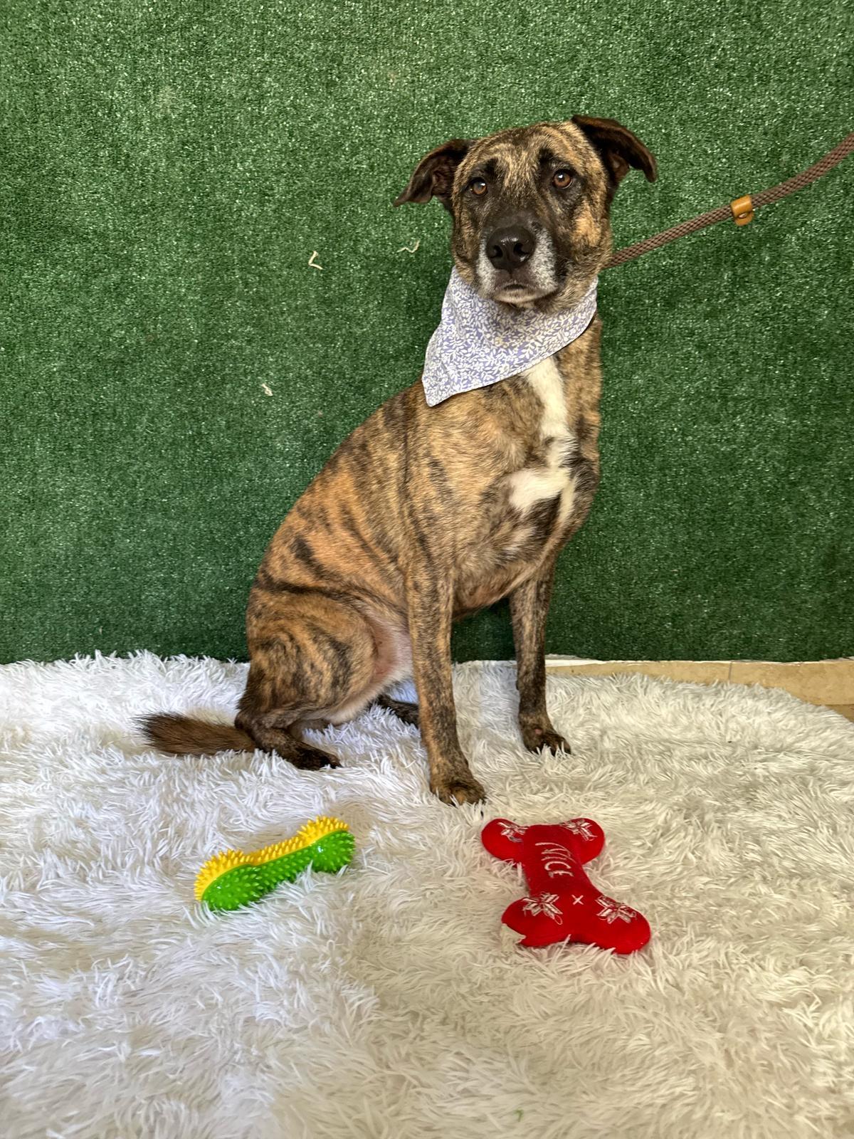 Cute Candid Captain, a Adoptable mixed breed in RIDGEFIELD, CT image 2/3