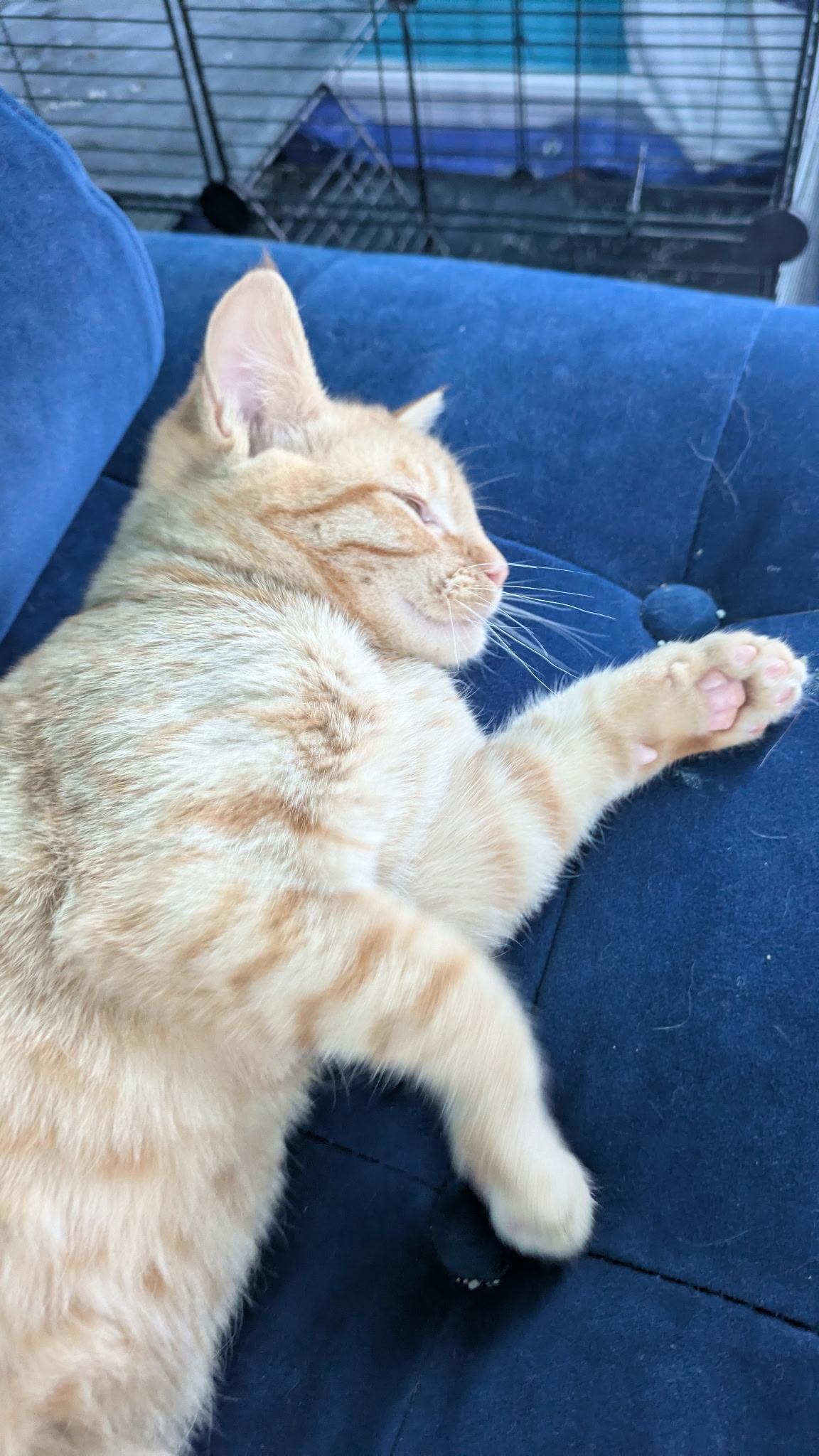 Jackson & Pollock, Adopted, Kitten Male American Shorthair.