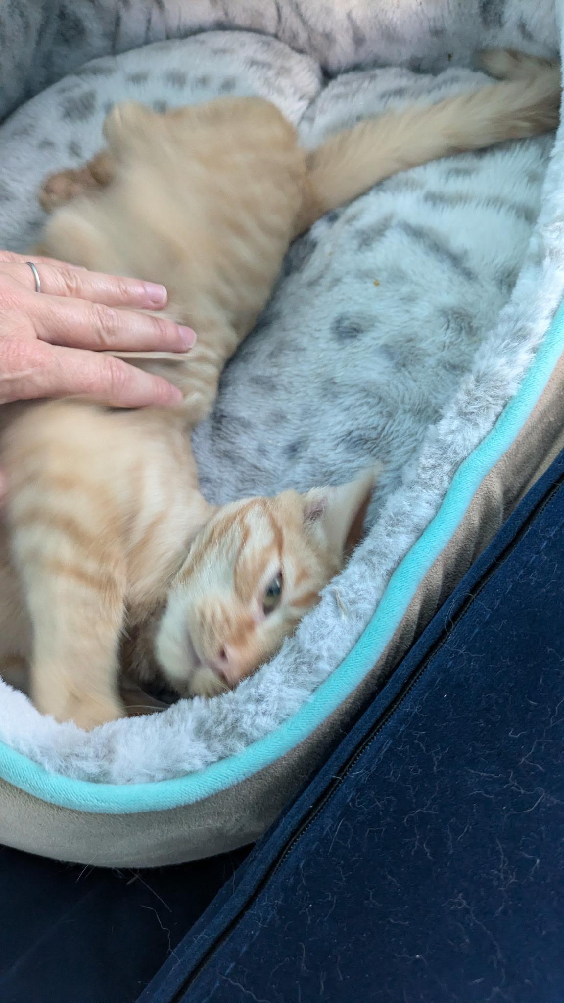 Enlarge Jackson & Pollock, a Adopted American Shorthair in Hayward, CA image 2/6