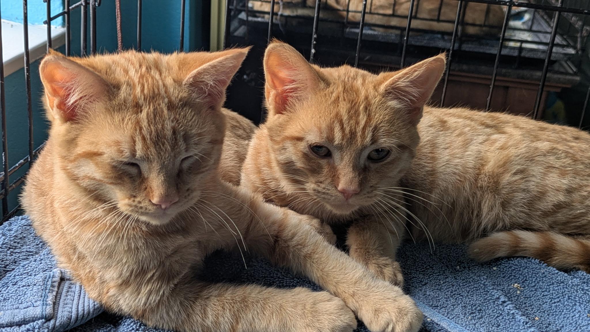 Enlarge Jackson & Pollock, a Adopted American Shorthair in Hayward, CA image 3/6