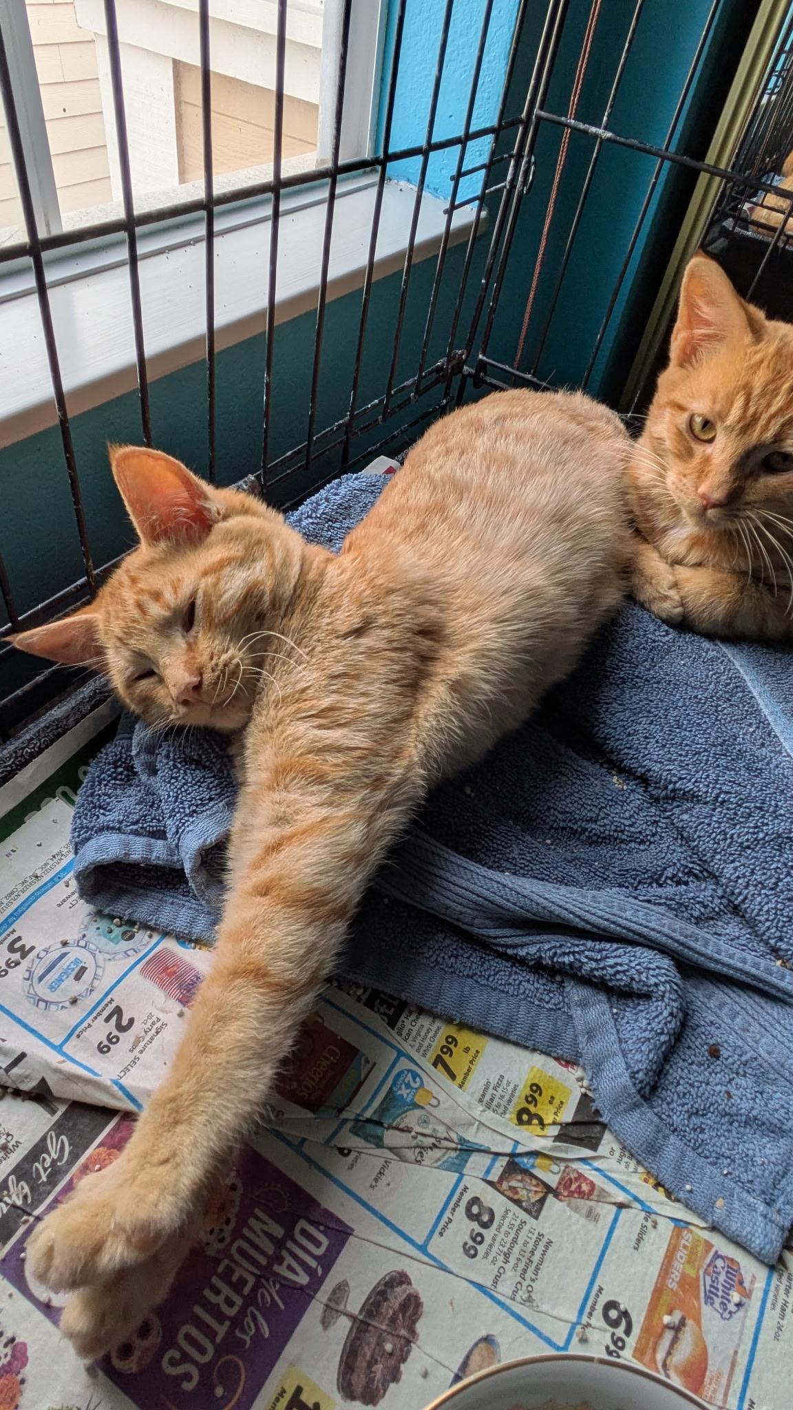 Enlarge Jackson & Pollock, a Adopted American Shorthair in Hayward, CA image 4/6