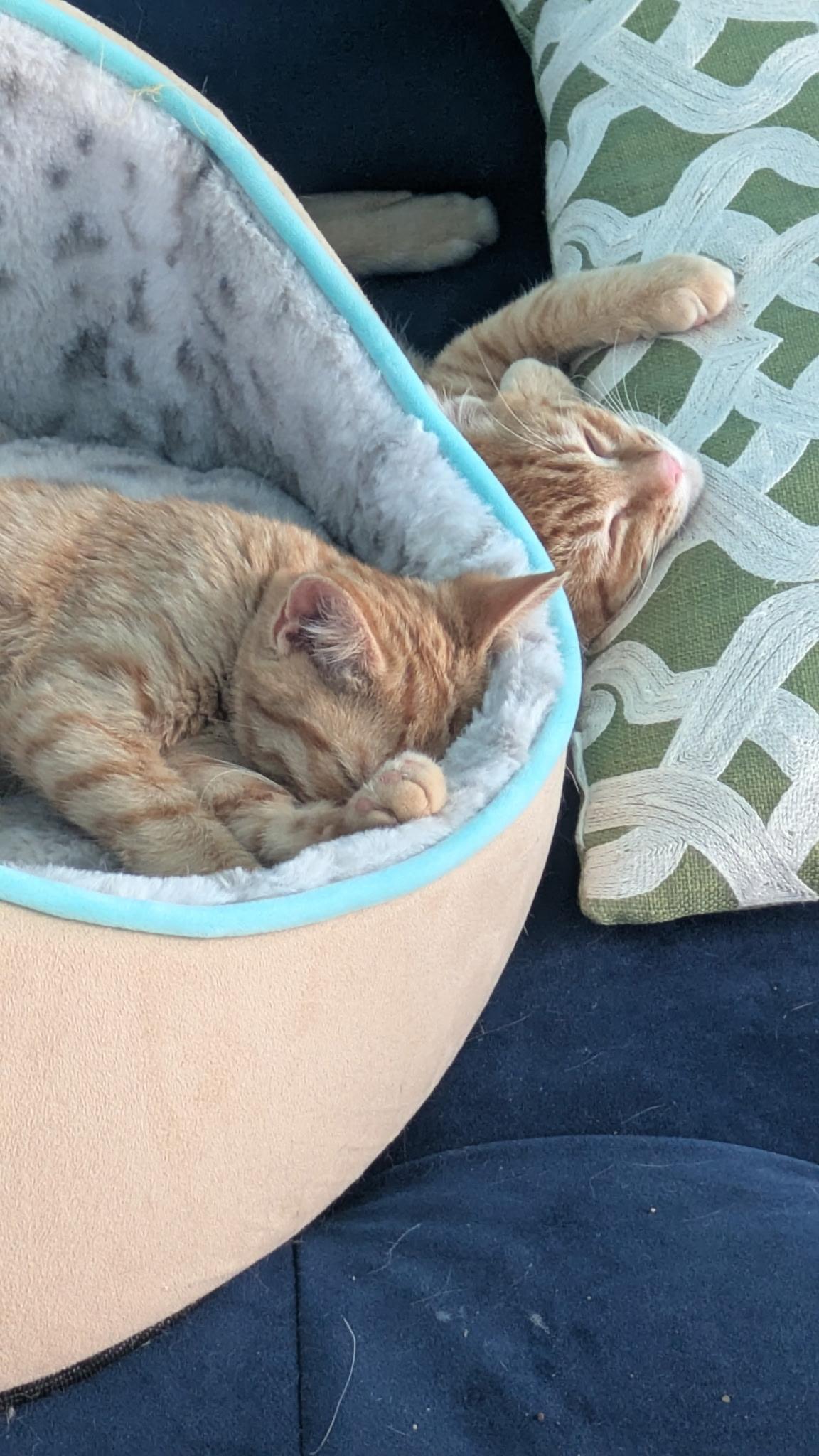 Enlarge Jackson & Pollock, a Adopted American Shorthair in Hayward, CA image 5/6