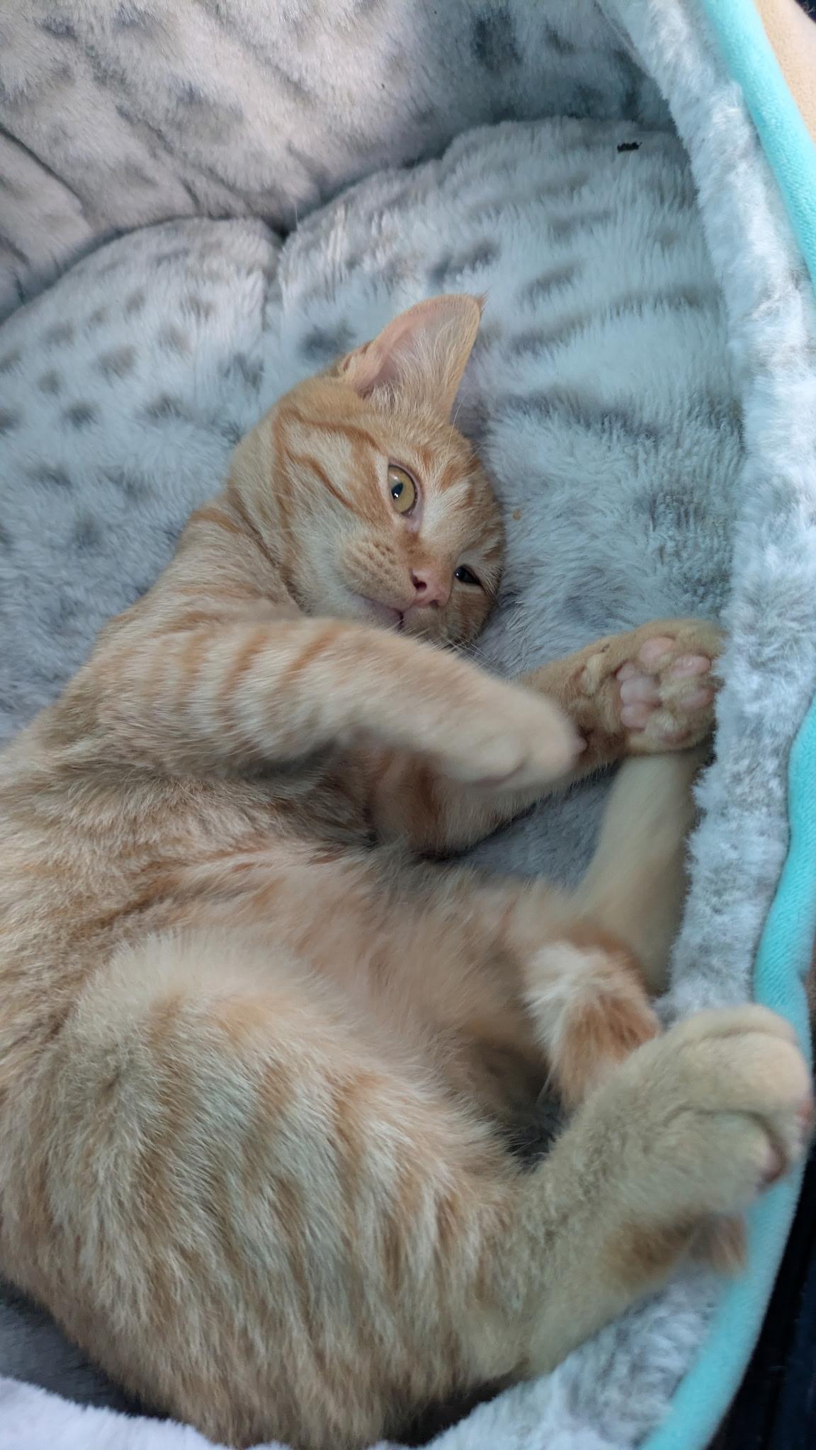 Enlarge Jackson & Pollock, a Adopted American Shorthair in Hayward, CA image 6/6