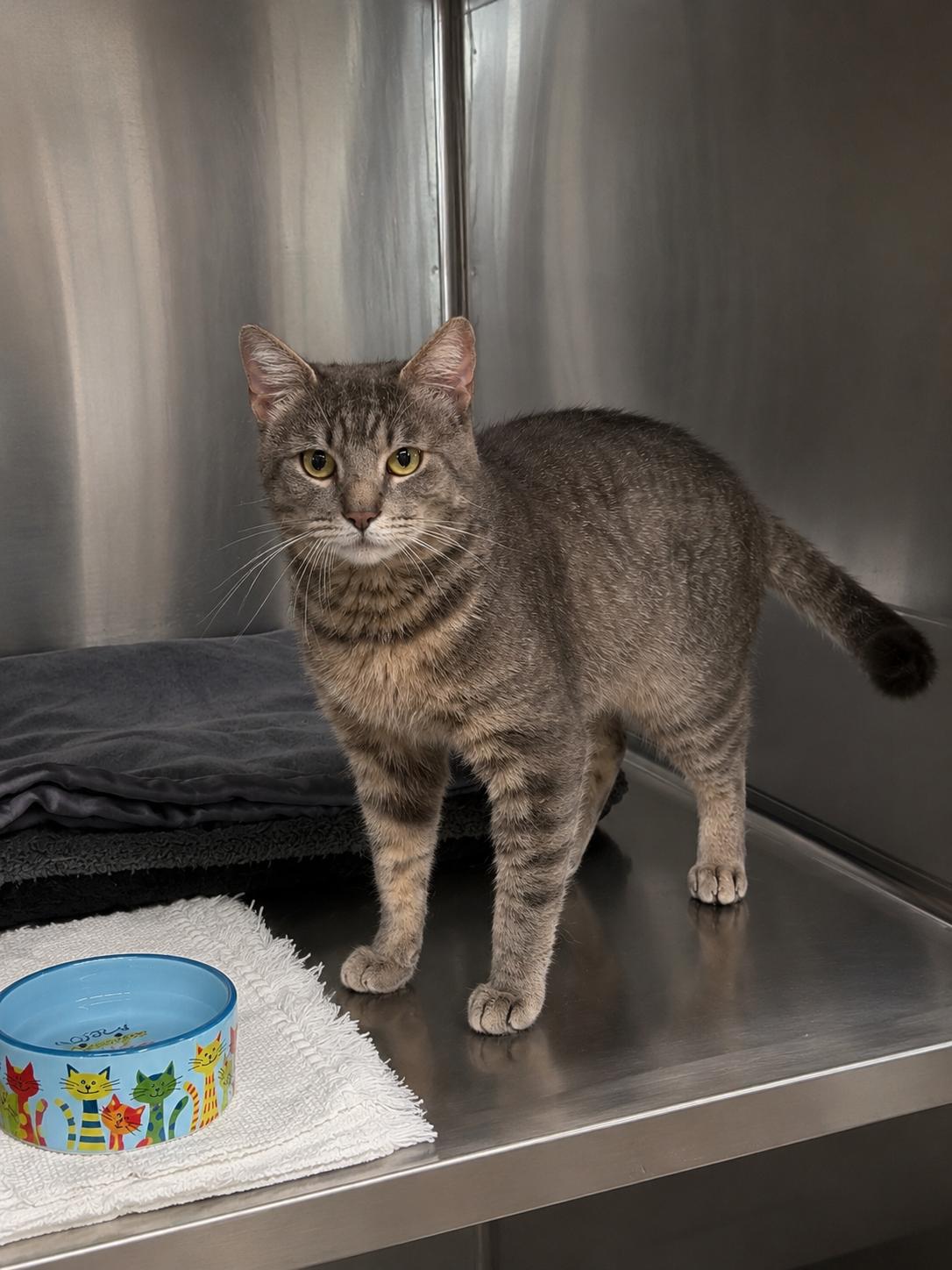 Bard, ADOPTABLE, Young Male Domestic Short Hair.