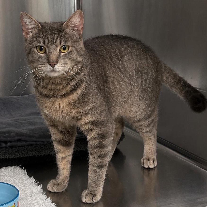 Enlarge Bard, a Adoptable Domestic Short Hair in Charlestown, RI image 1/6