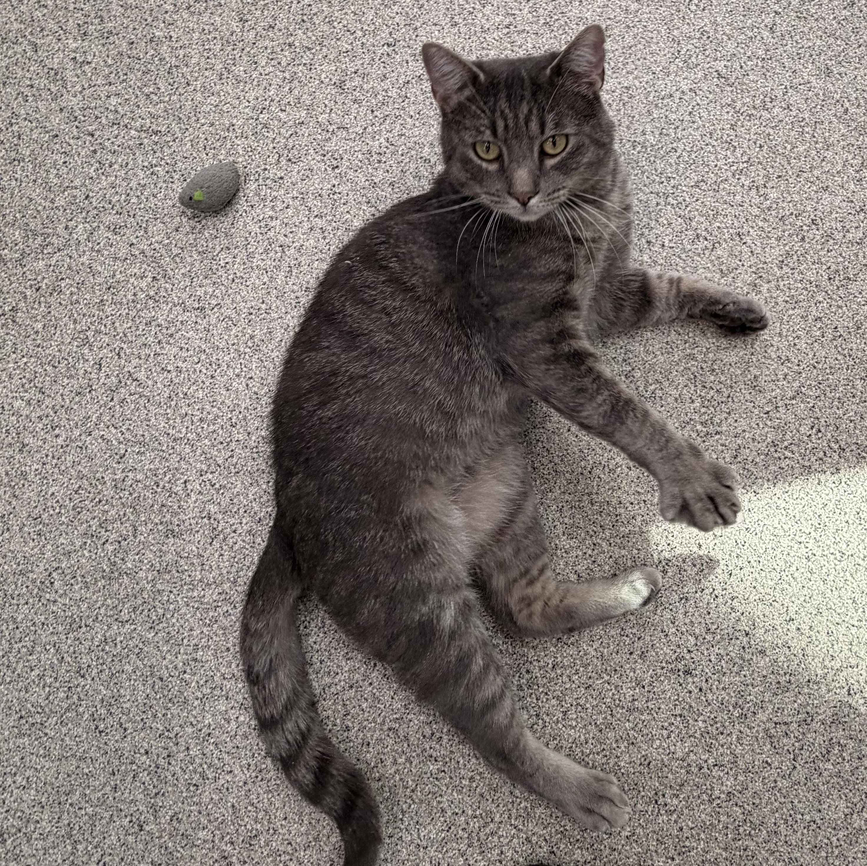 Enlarge Bard, a Adoptable Domestic Short Hair in Charlestown, RI image 3/6