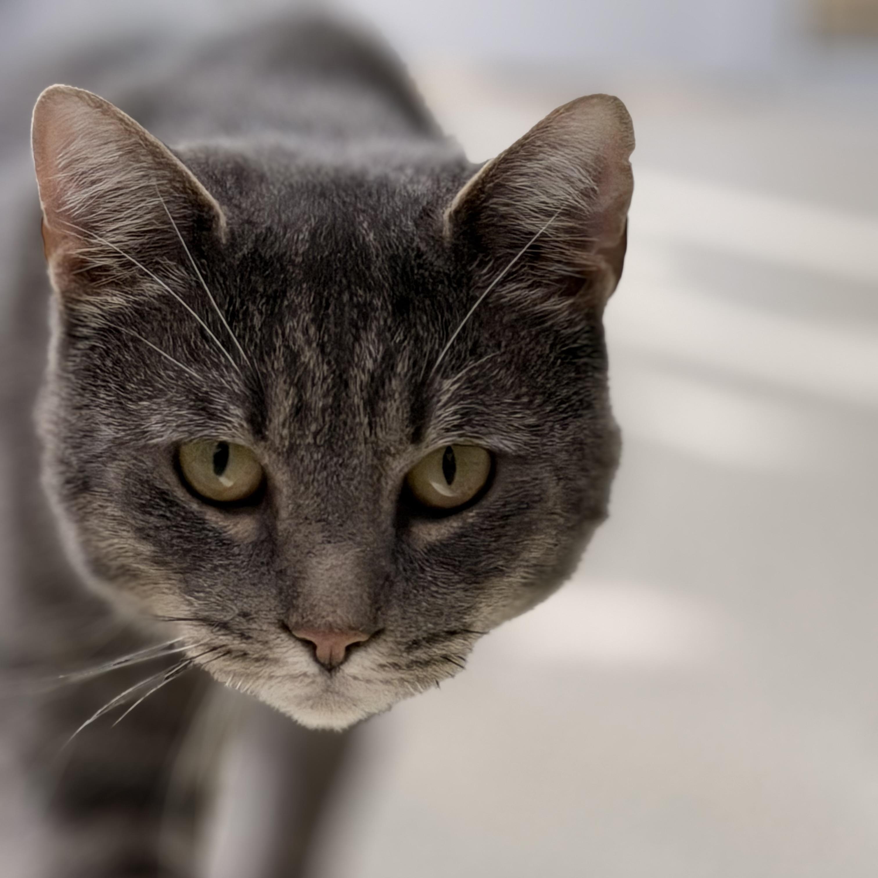 Enlarge Bard, a Adoptable Domestic Short Hair in Charlestown, RI image 5/6