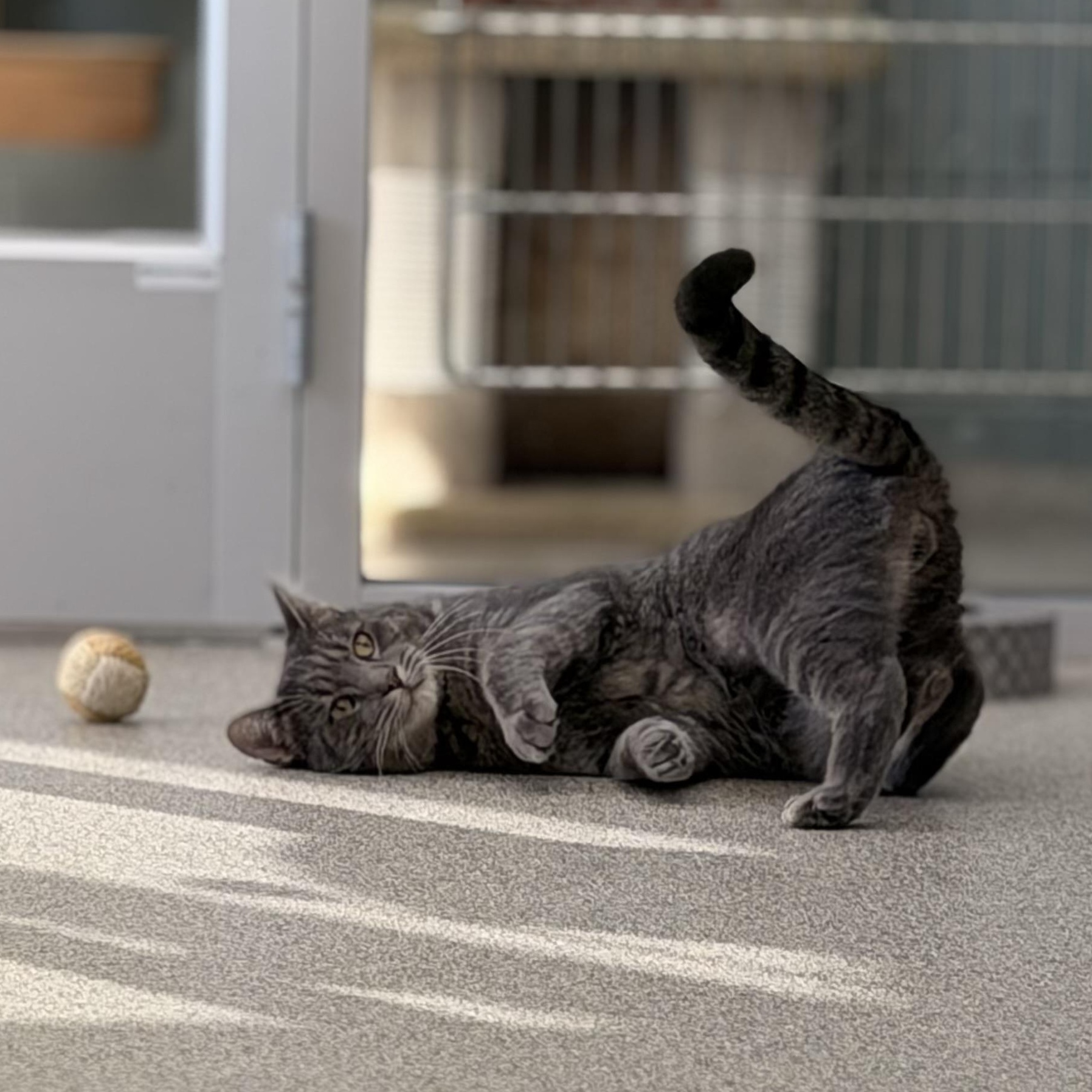 Enlarge Bard, a Adoptable Domestic Short Hair in Charlestown, RI image 2/6
