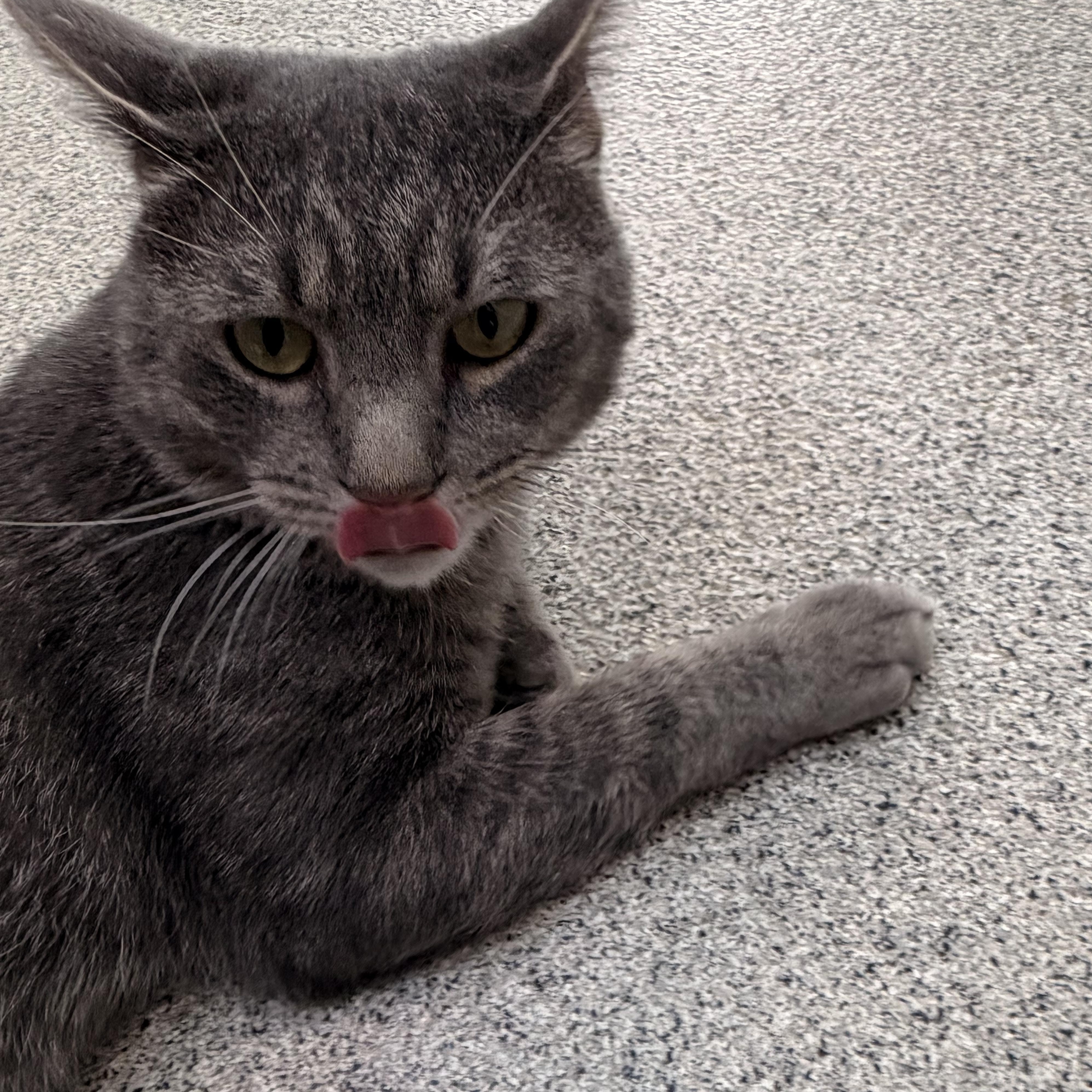 Enlarge Bard, a Adoptable Domestic Short Hair in Charlestown, RI image 6/6