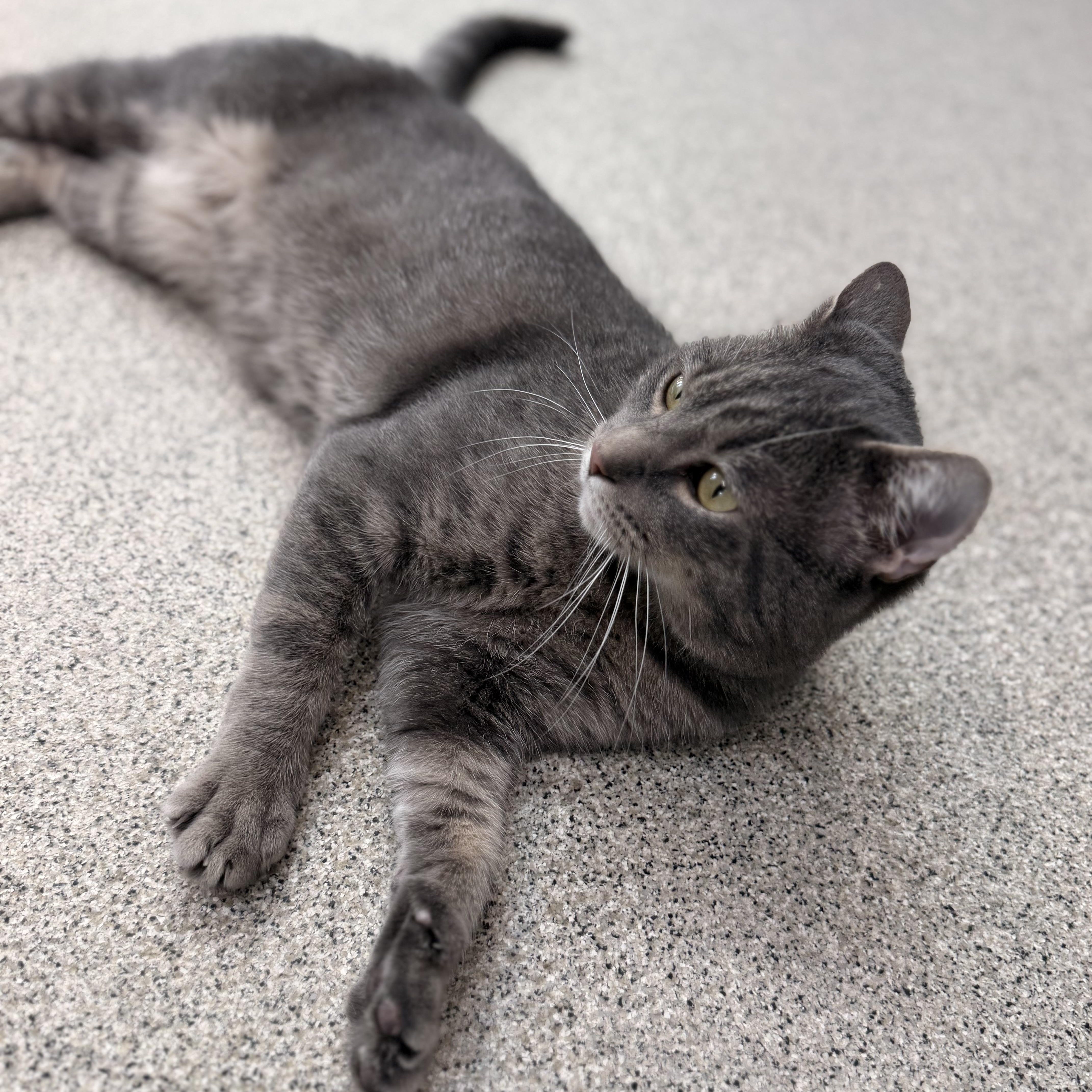 Enlarge Bard, a Adoptable Domestic Short Hair in Charlestown, RI image 4/6