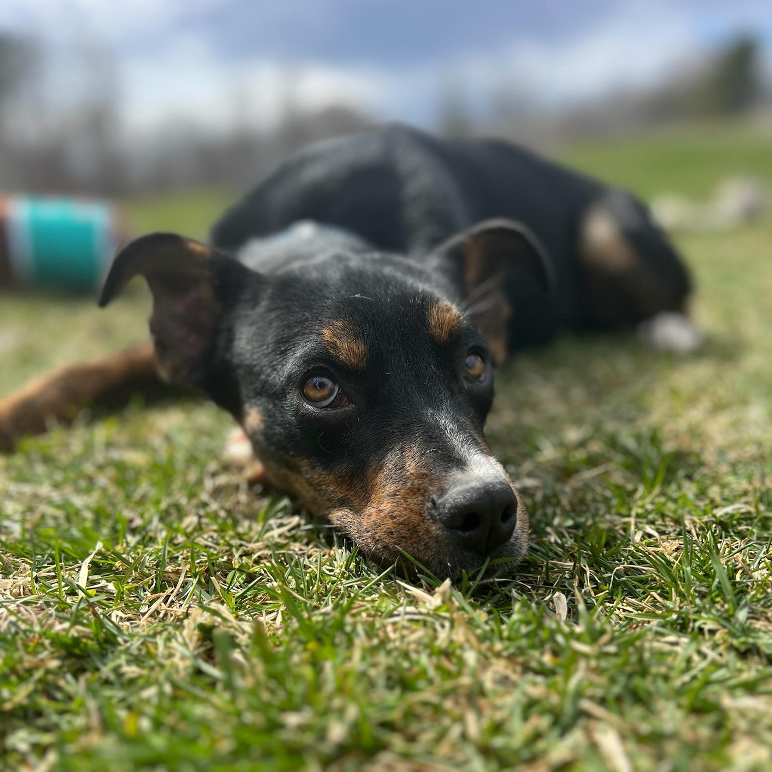Paparazzi, an adoptable Feist, Australian Cattle Dog / Blue Heeler in Griswold, CT, 06351 | Photo Image 3