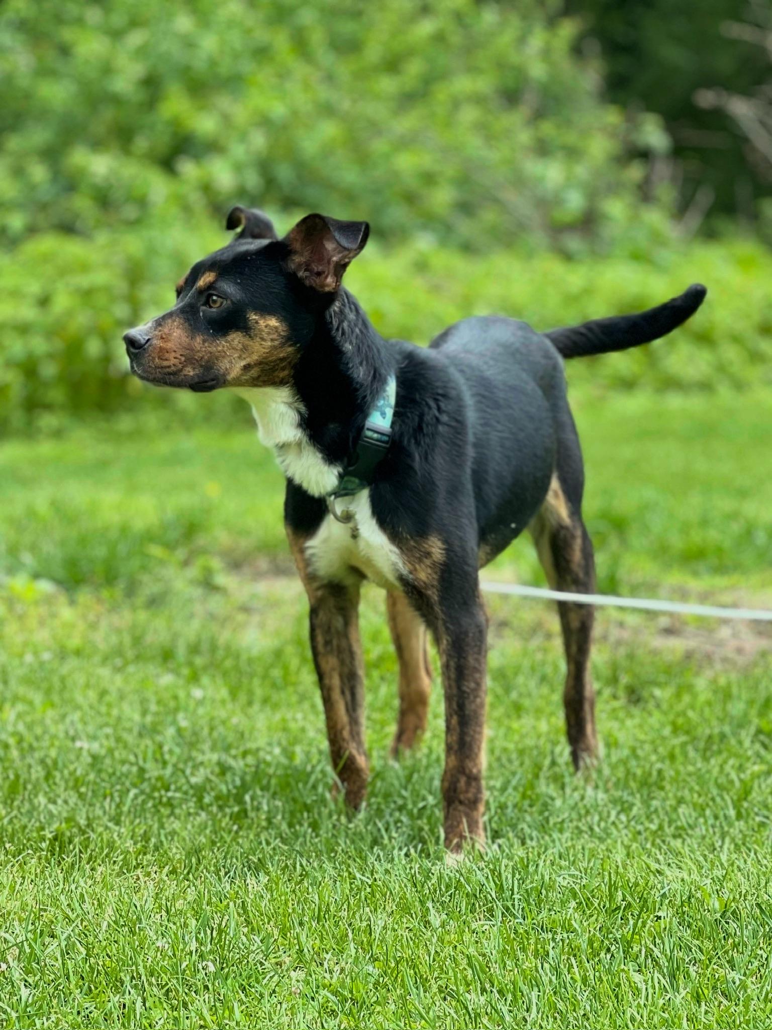 Paparazzi, an adoptable Feist, Australian Cattle Dog / Blue Heeler in Griswold, CT, 06351 | Photo Image 2
