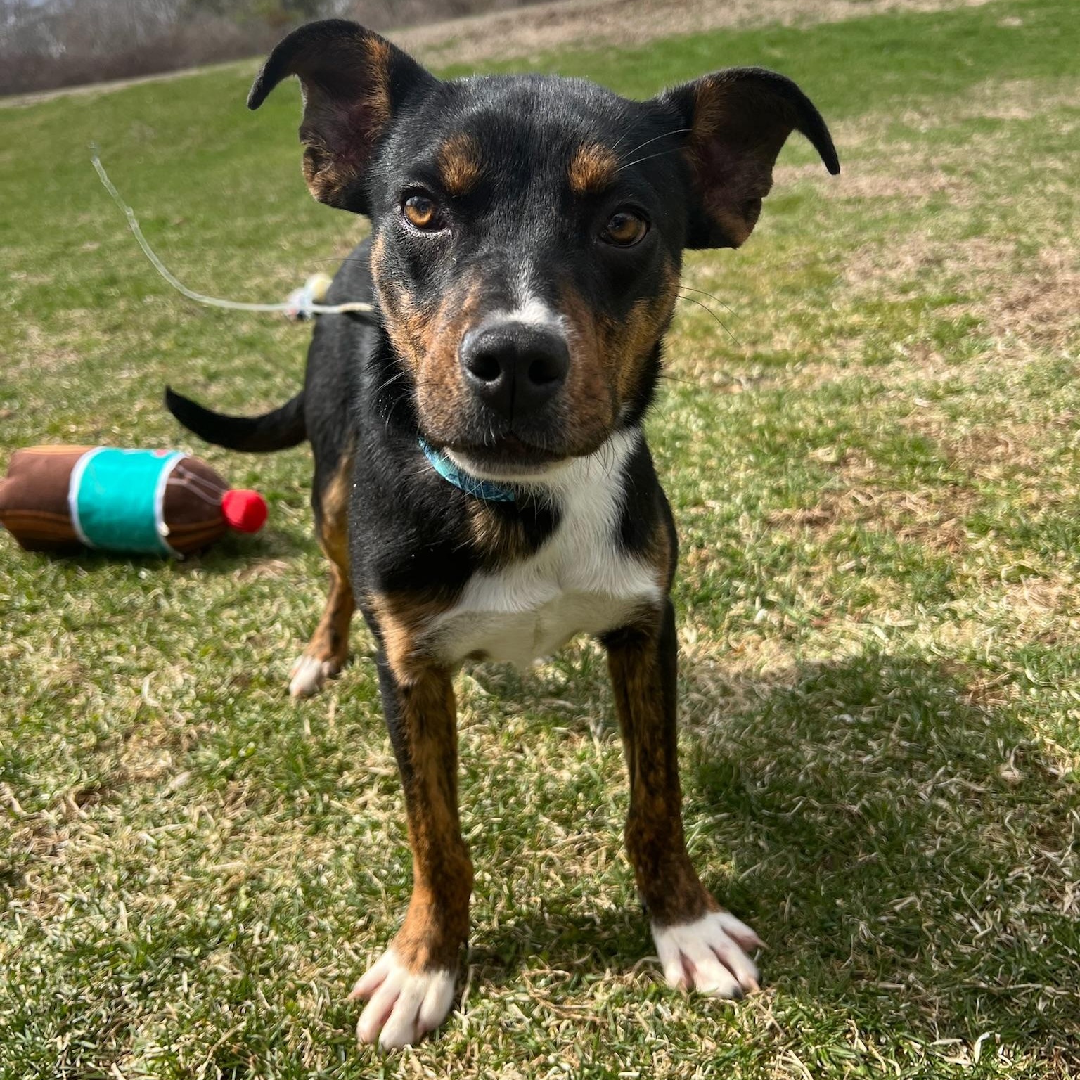 Paparazzi, an adoptable Feist, Australian Cattle Dog / Blue Heeler in Griswold, CT, 06351 | Photo Image 4