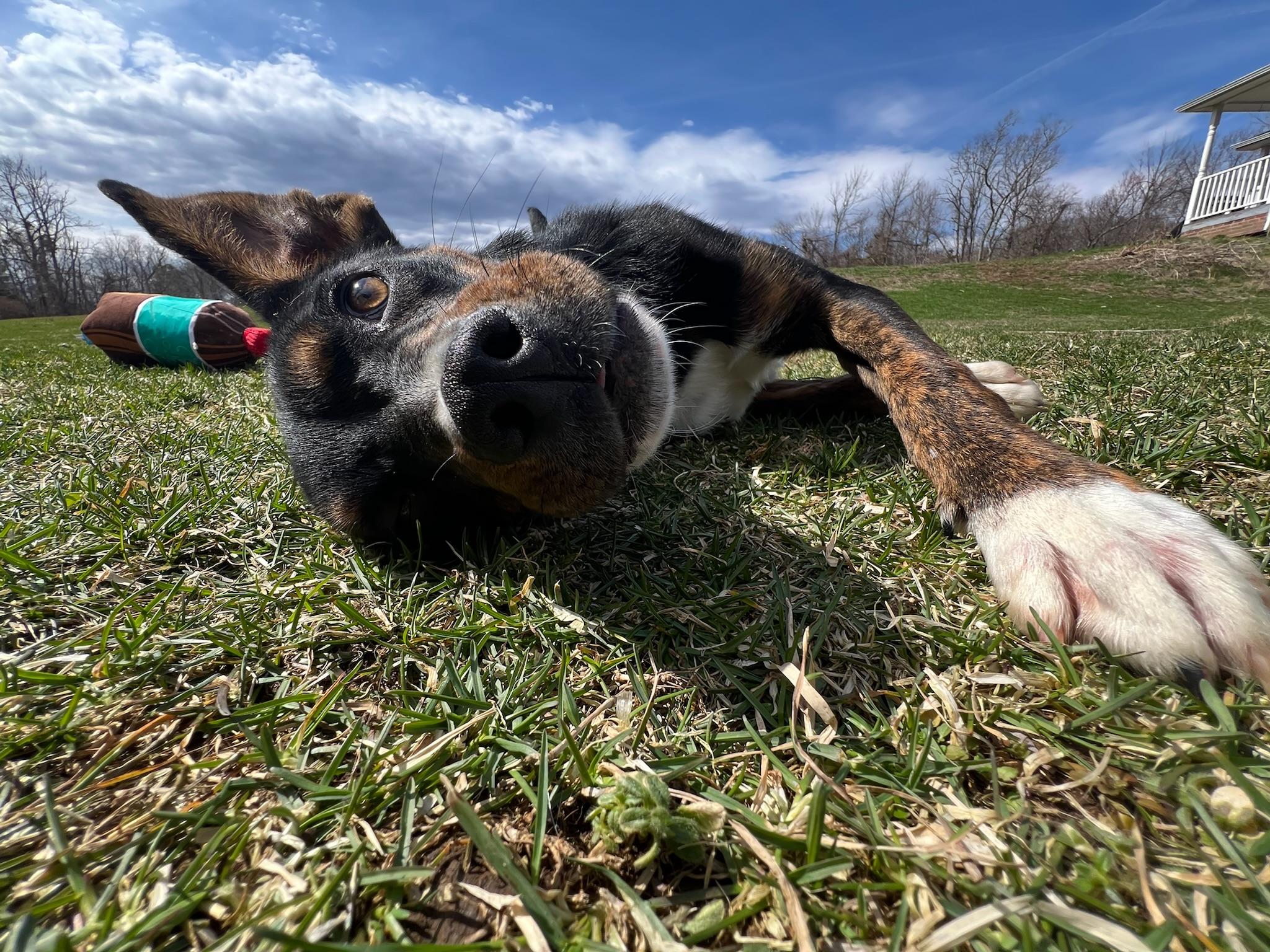 Paparazzi, an adoptable Feist, Australian Cattle Dog / Blue Heeler in Griswold, CT, 06351 | Photo Image 1