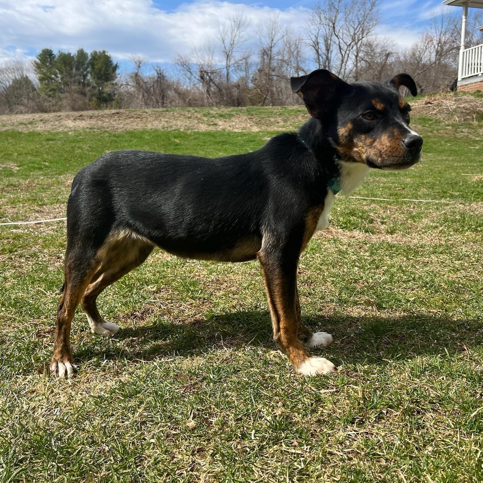 Paparazzi, an adoptable Feist, Australian Cattle Dog / Blue Heeler in Griswold, CT, 06351 | Photo Image 6