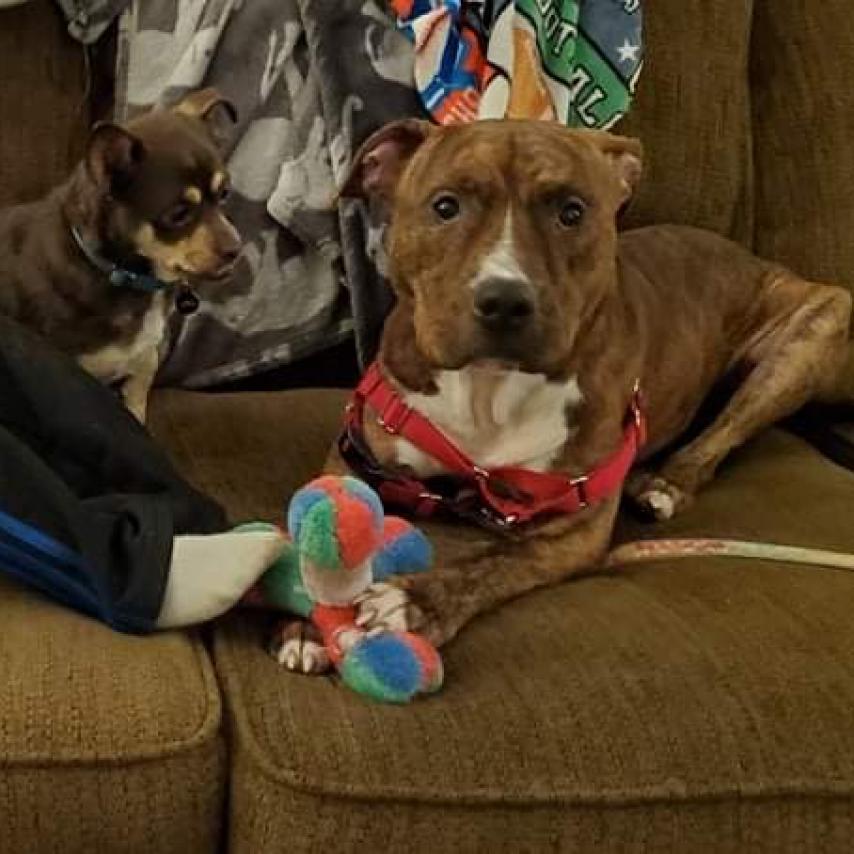 Tye, a Adoptable Mixed Breed in Wheeling, IL image 2/6