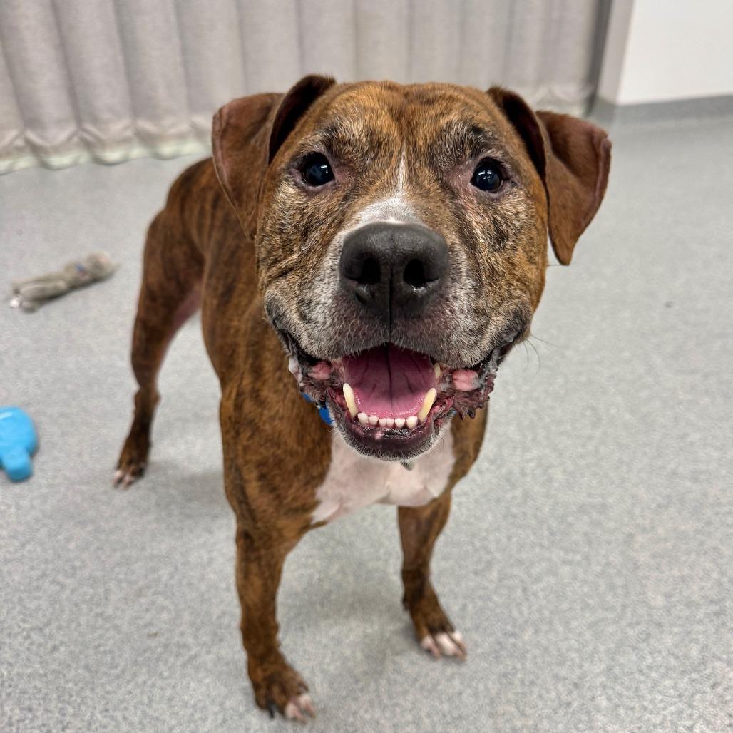 Tye, a Adoptable Mixed Breed in Wheeling, IL image 4/6