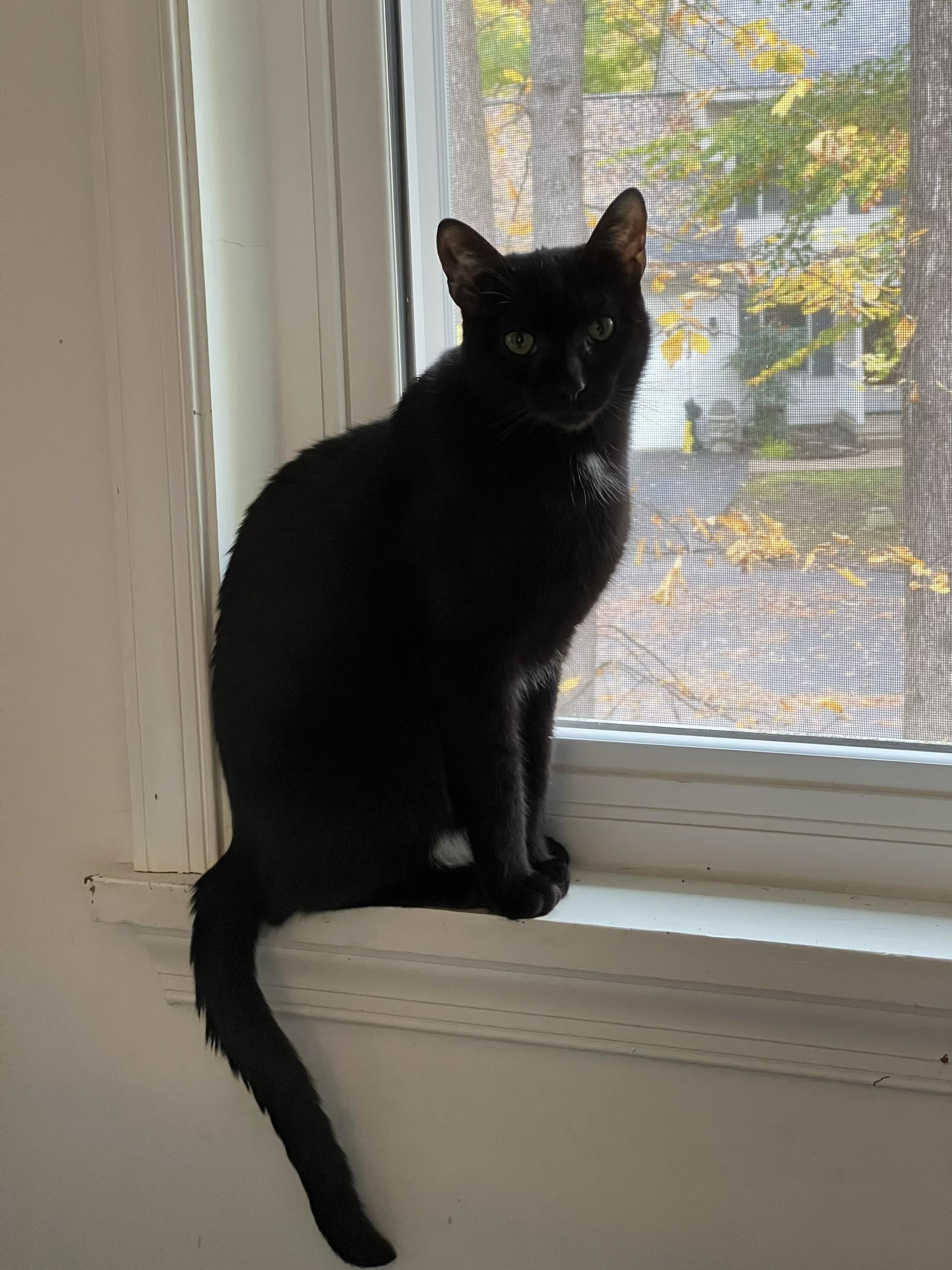 Caleb, ADOPTABLE, Adult Male Domestic Short Hair.