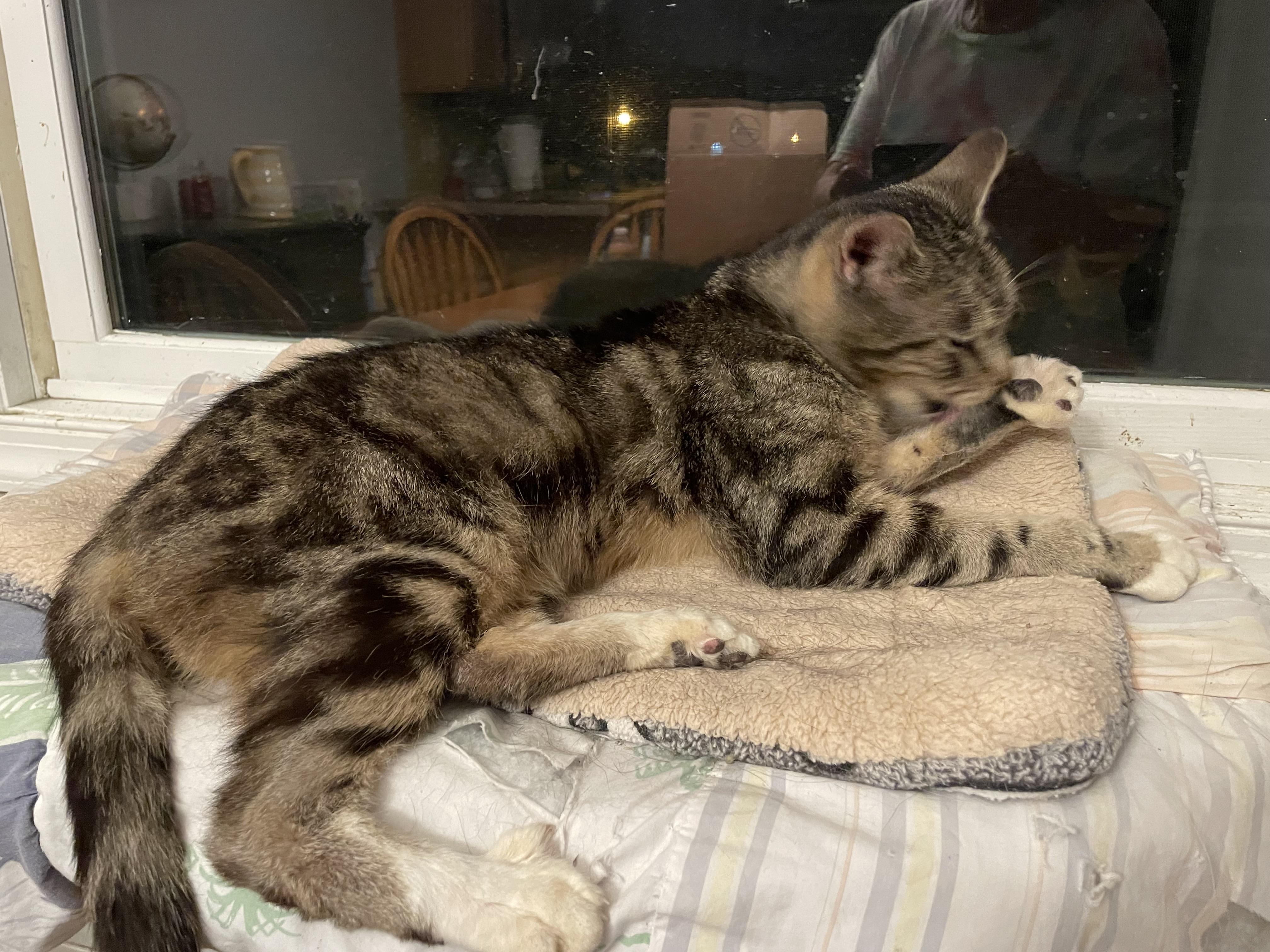 Angel, a Adoptable Domestic Short Hair in Pompton Lakes, NJ image 4/4