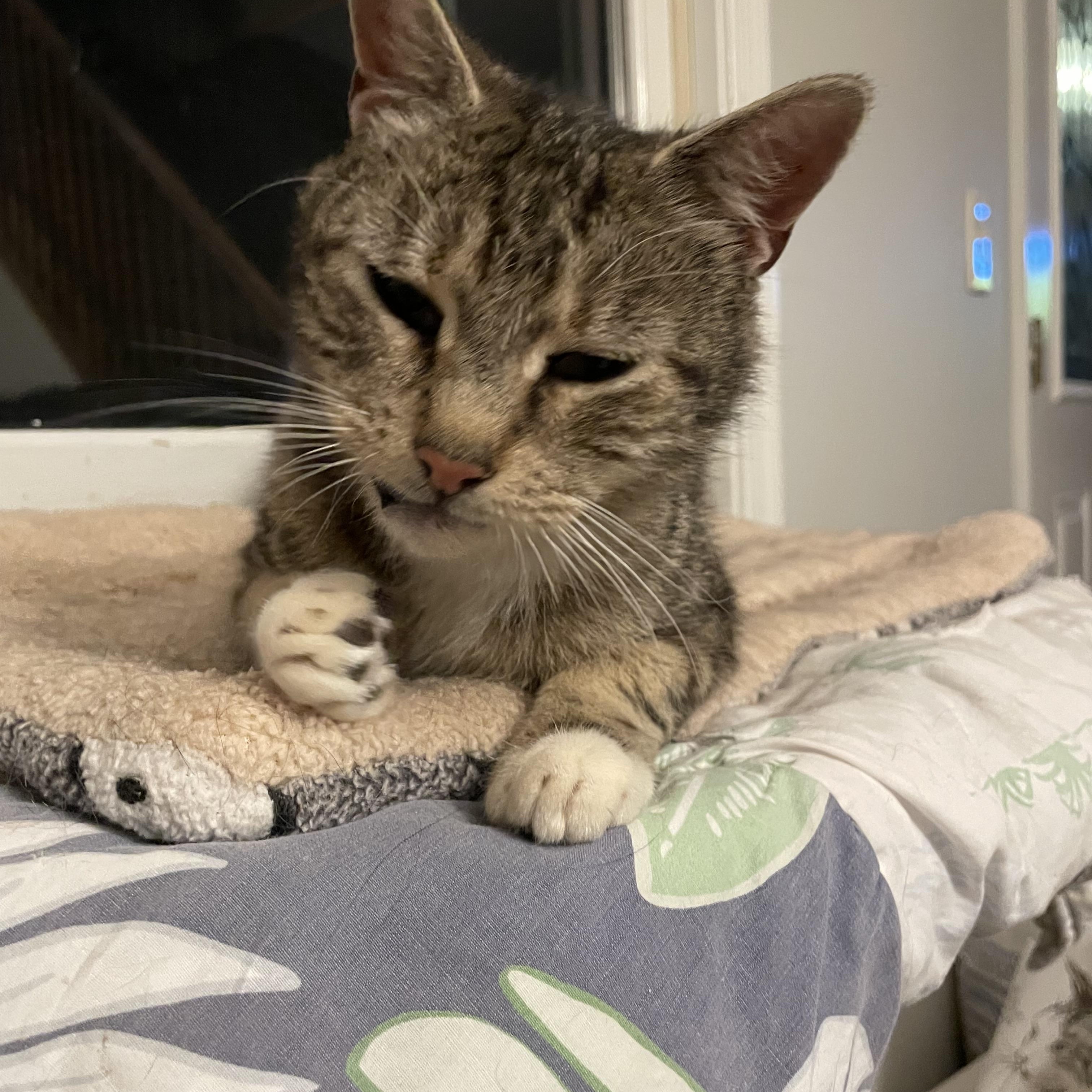 Angel, a Adoptable Domestic Short Hair in Pompton Lakes, NJ image 3/4