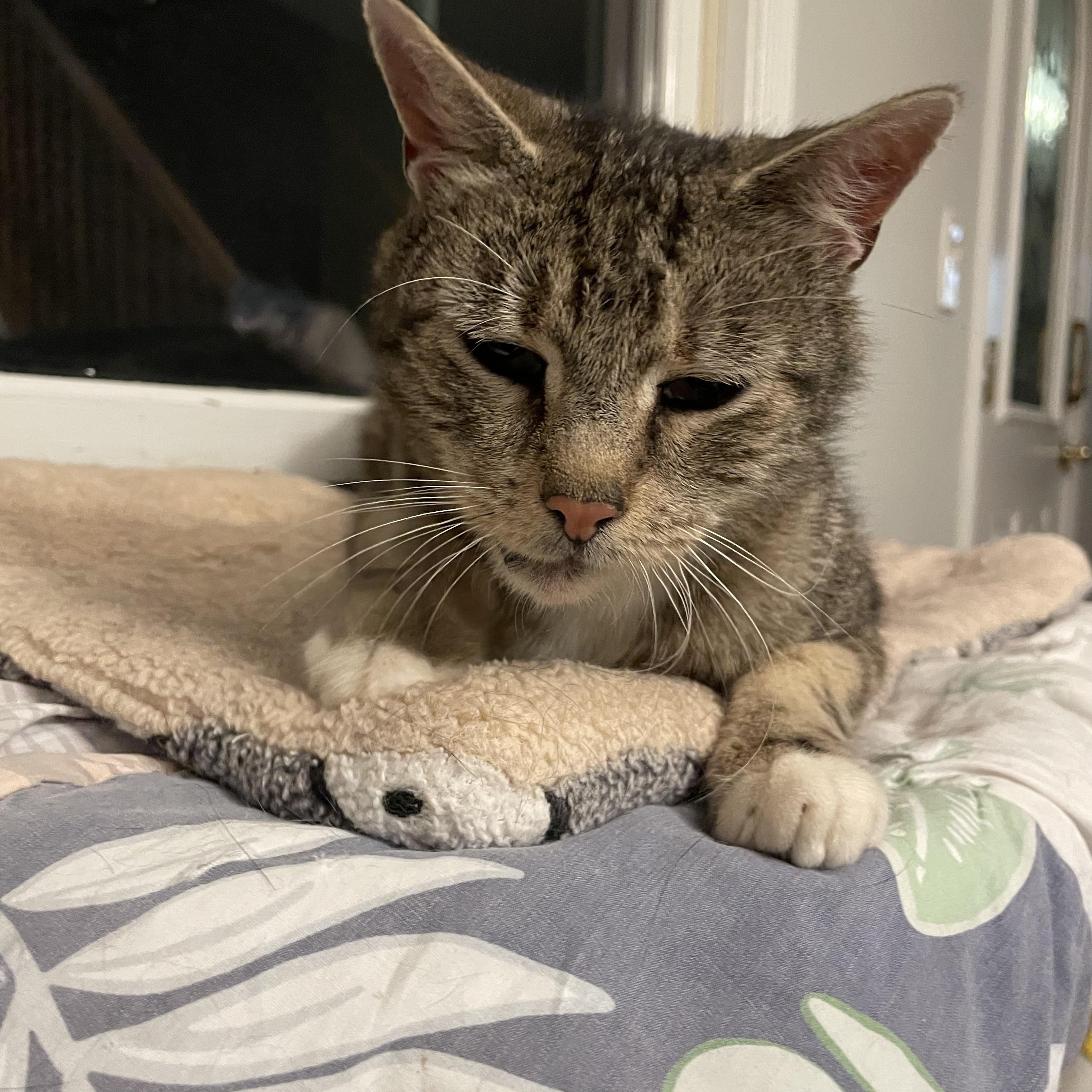 Angel, Adoptable, Senior Female Domestic Short Hair.