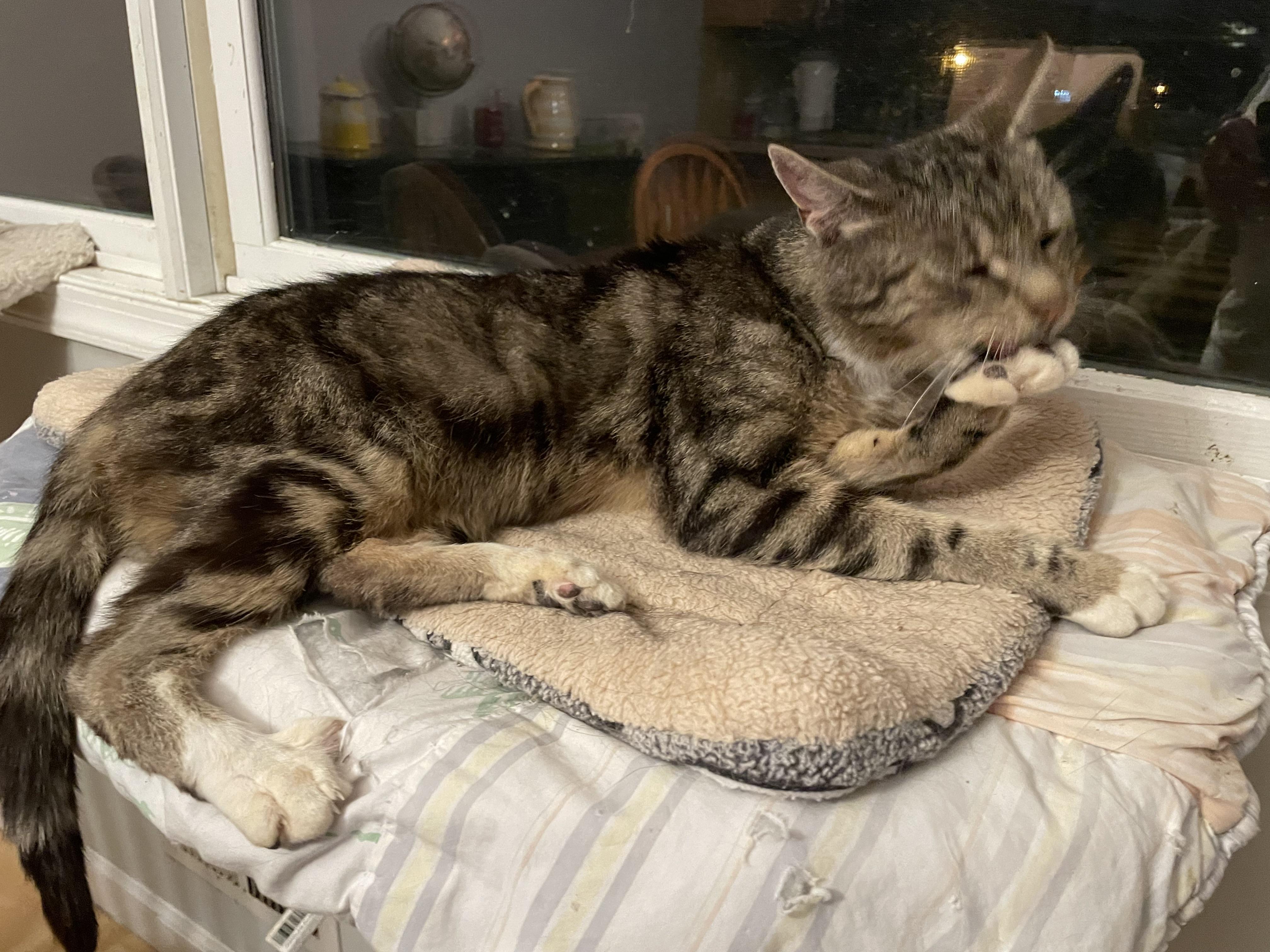 Angel, a Adoptable Domestic Short Hair in Pompton Lakes, NJ image 2/4