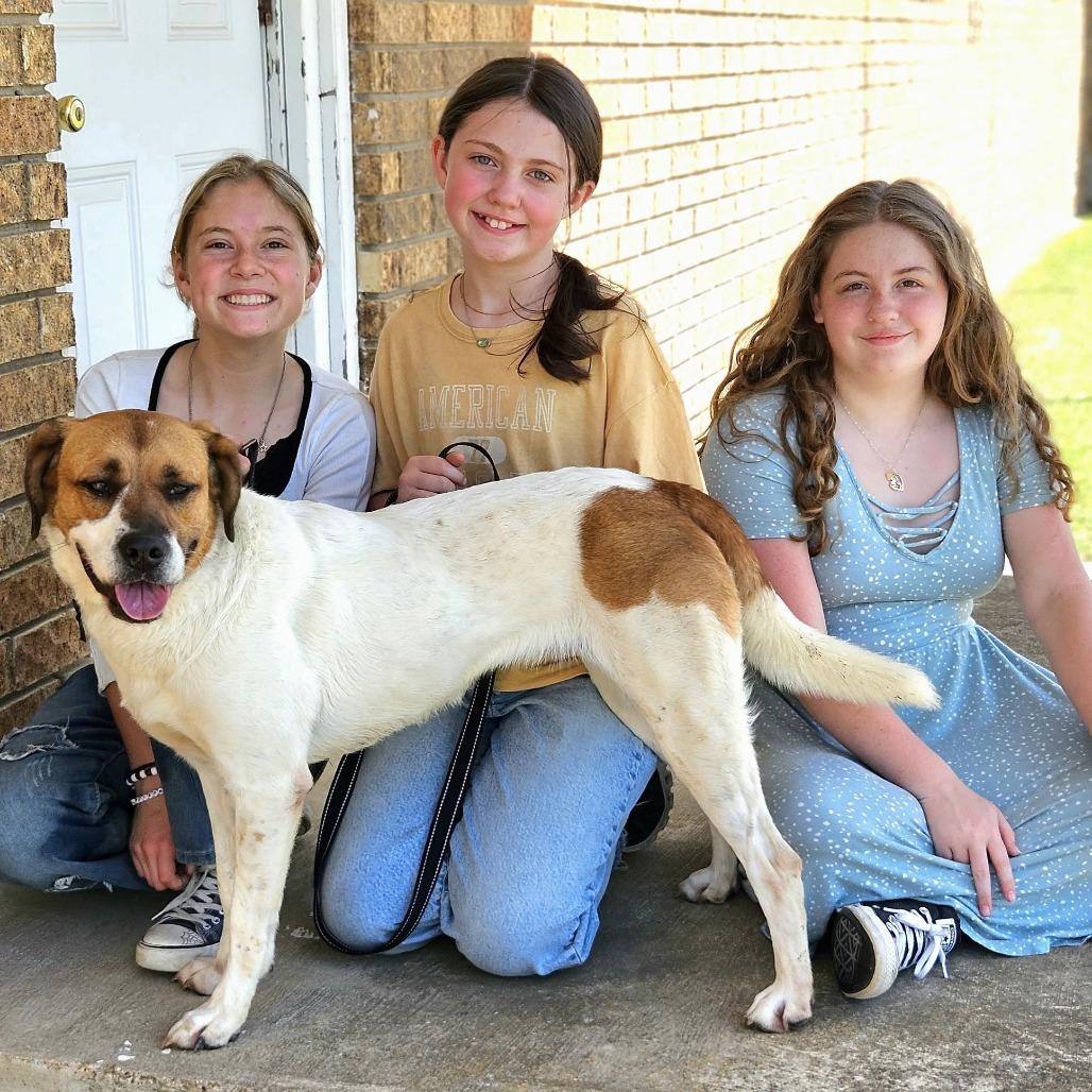 Araya, a Adoptable mixed breed in Stephenville, TX image 1/6