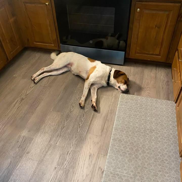 Araya, a Adoptable mixed breed in Stephenville, TX image 2/6