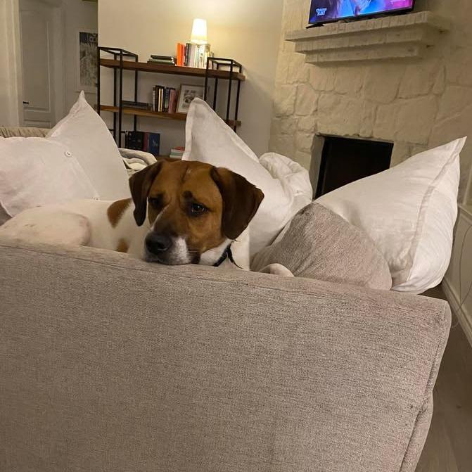 Araya, a Adoptable mixed breed in Stephenville, TX image 3/6