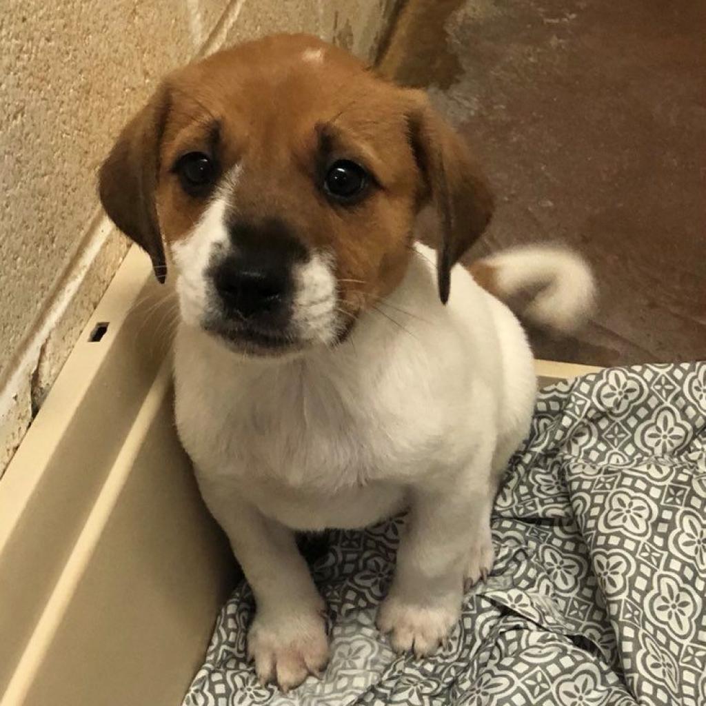 Araya, a Adoptable mixed breed in Stephenville, TX image 4/6